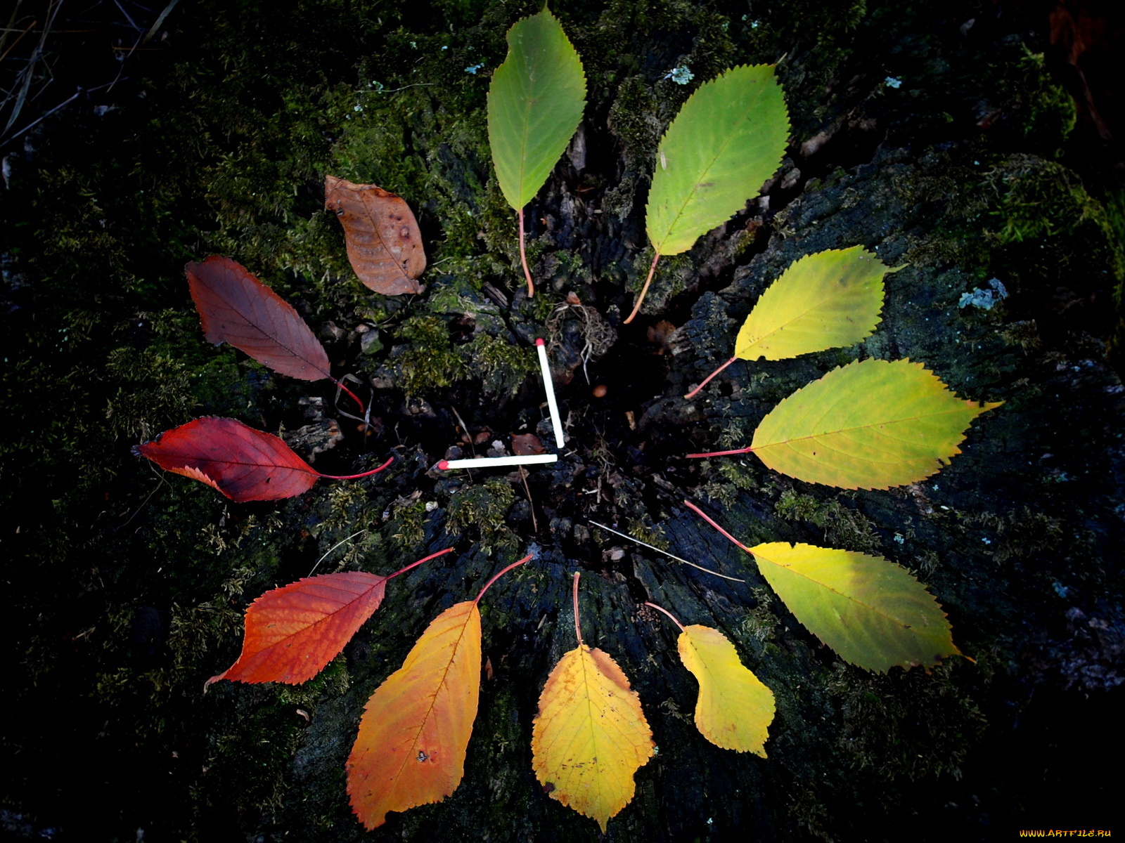 природа, листья, спички, осень