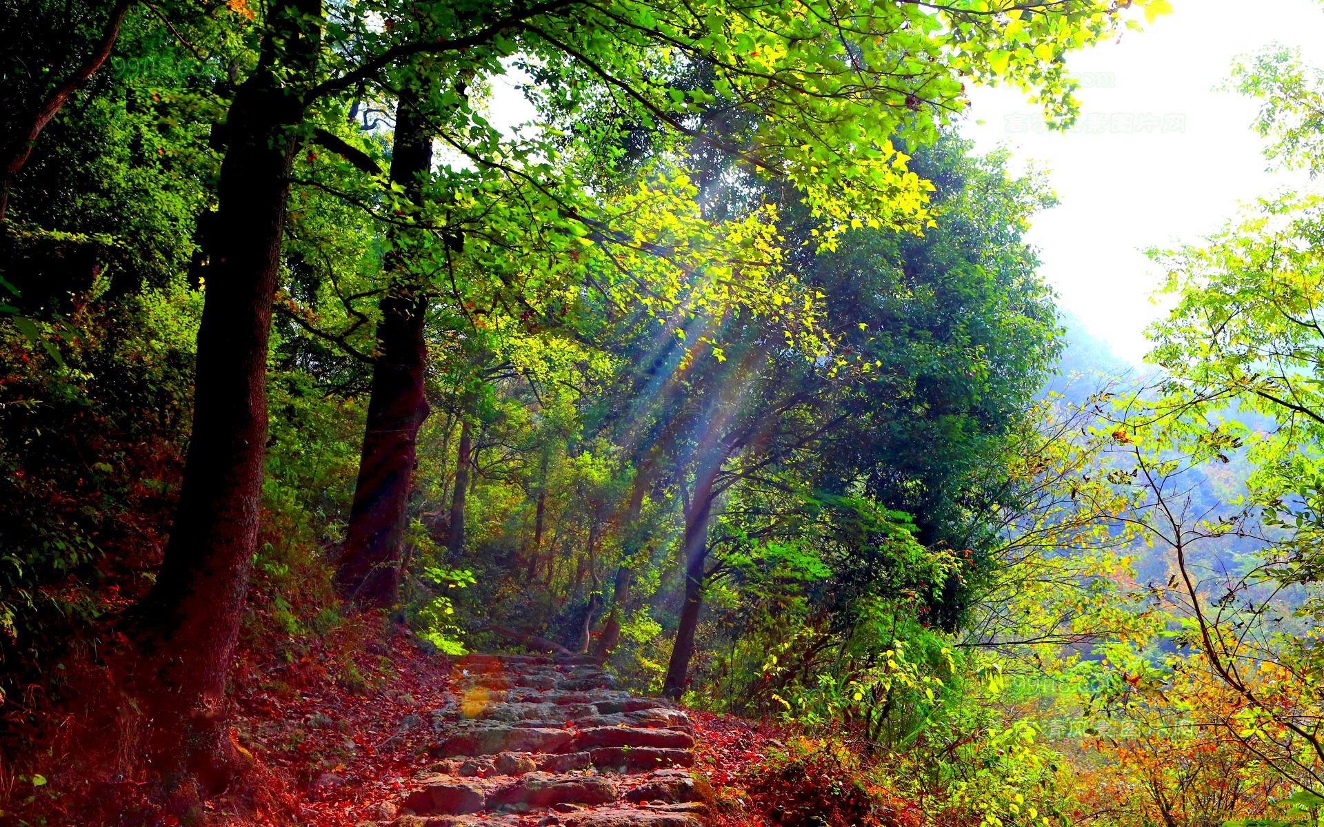 Forest trail. Тропинка в лесу. Лесные тропинки. Красивая тропинка. Красивый лес.