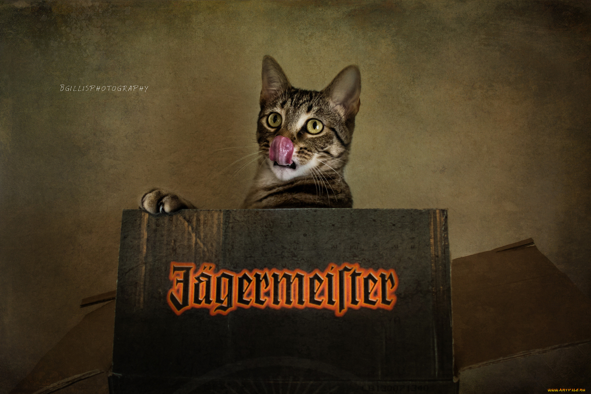 j&, 228, germeister, бренды, кошка, егермейстер, кот, коробка