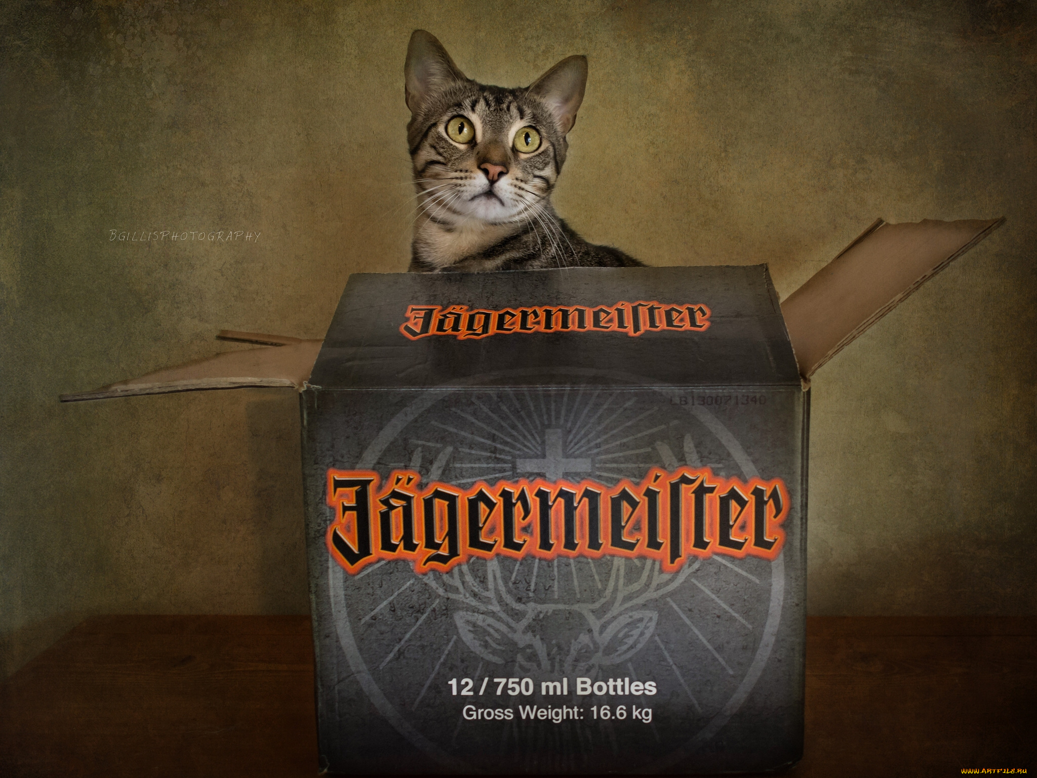 j&, 228, germeister, бренды, кот, егермейстер, коробка, кошка