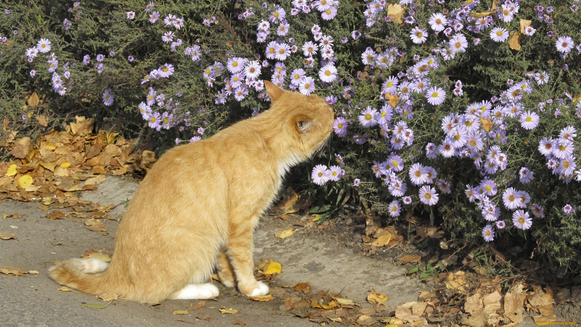 животные, коты, рыжик, осень, цветы