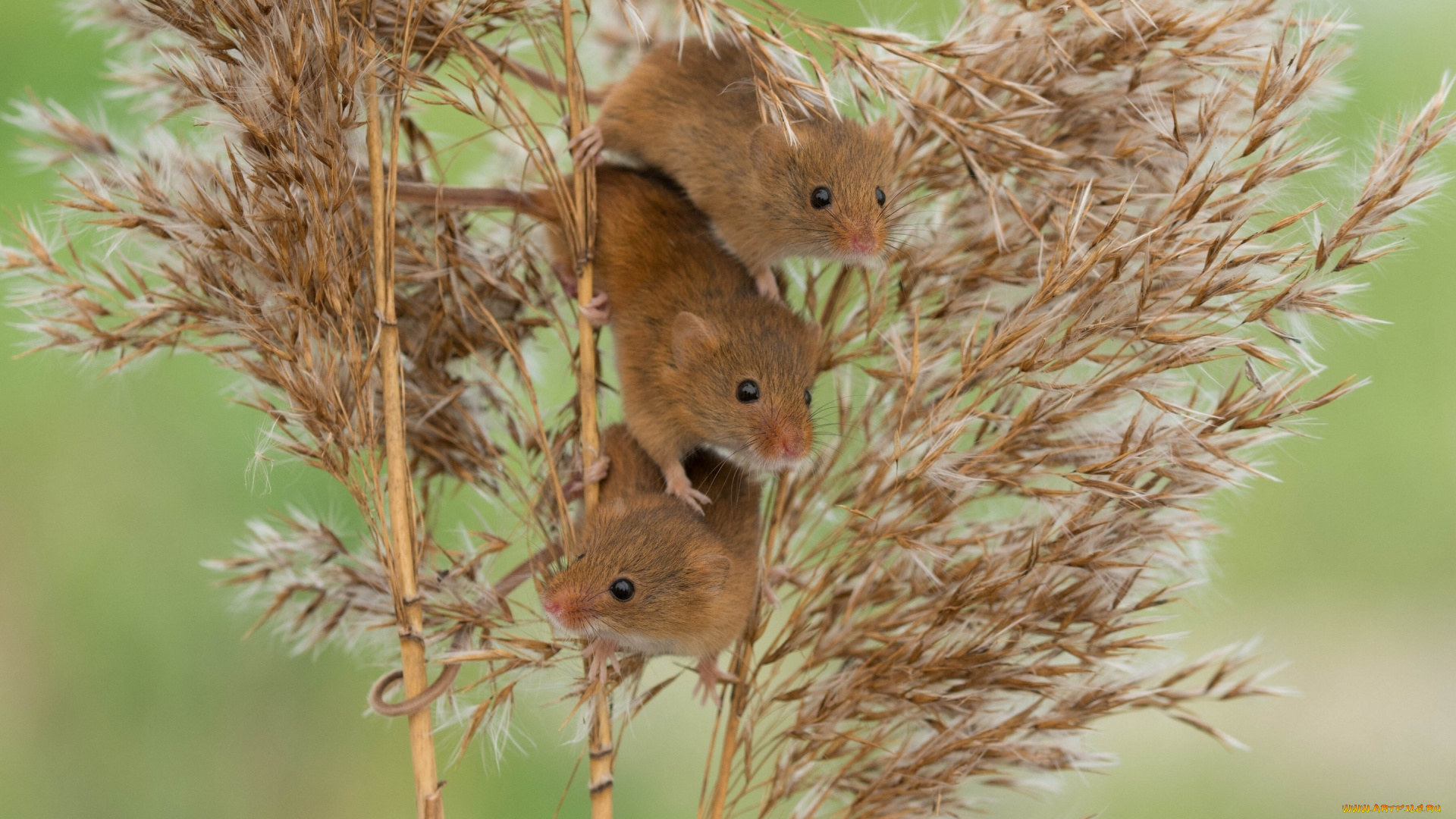 животные, крысы, , мыши, троица, трио, мыши, мышь-малютка, harvest, mouse, камыш