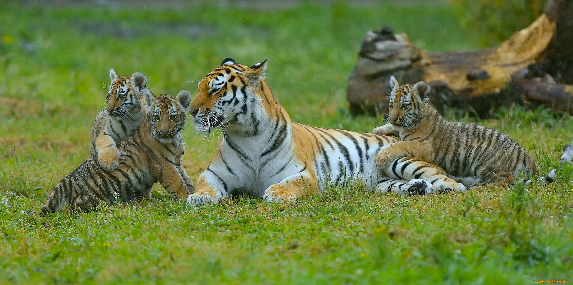 животные, тигры, материнство, котята, тигрица, тигрята, детёныши