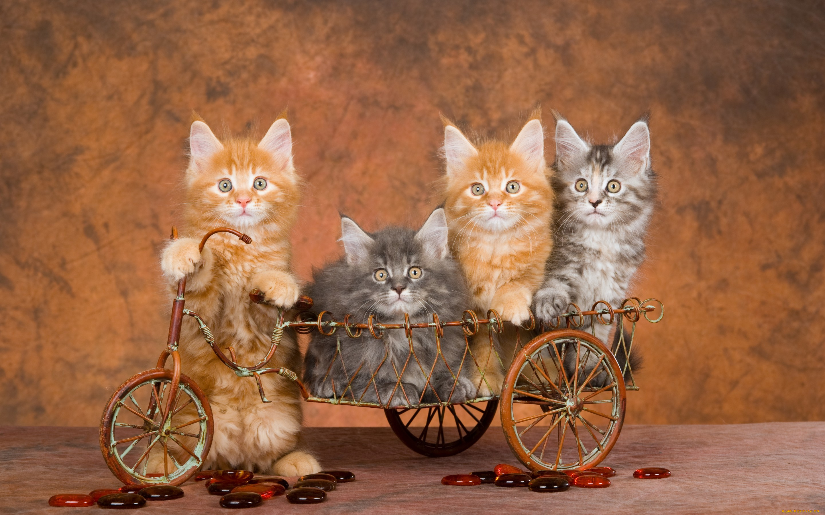 животные, коты, забавно, полосатые, серые, рыжие, велосипед, четыре, квартет, четверо, котята, коричневый, фон, игрушка, корзина, повозка