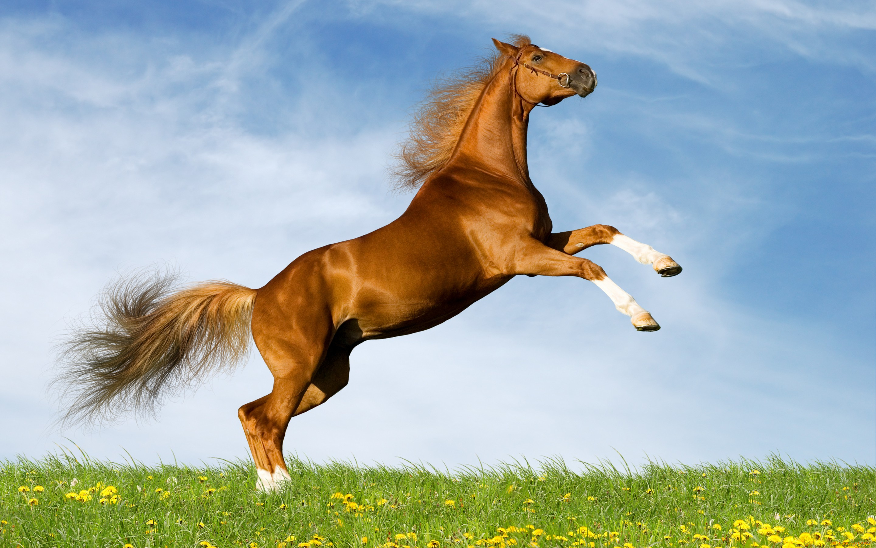 животные, лошади, лето, небо, поле, коричневый, конь, лошадь, резвится, одуванчики