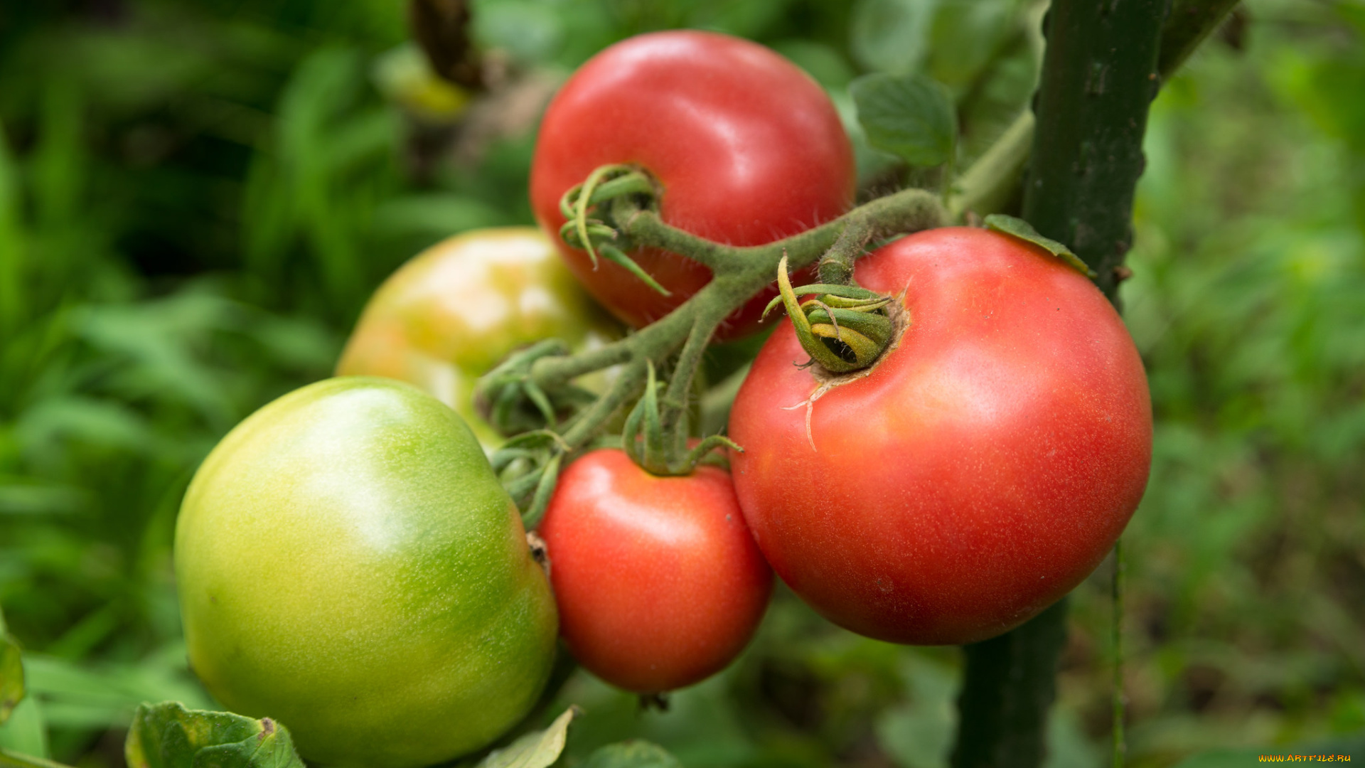 природа, плоды, помидорки, томаты