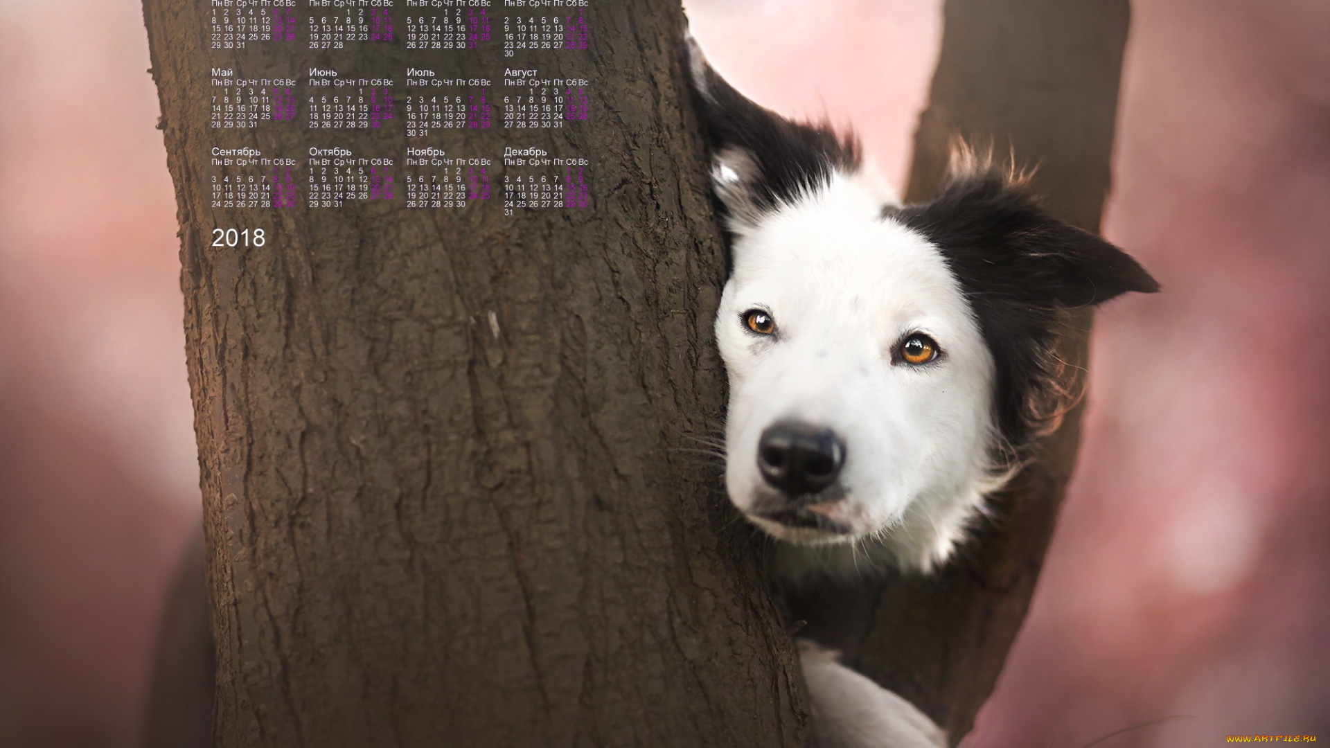 календари, животные, взгляд, морда, собака, 2018