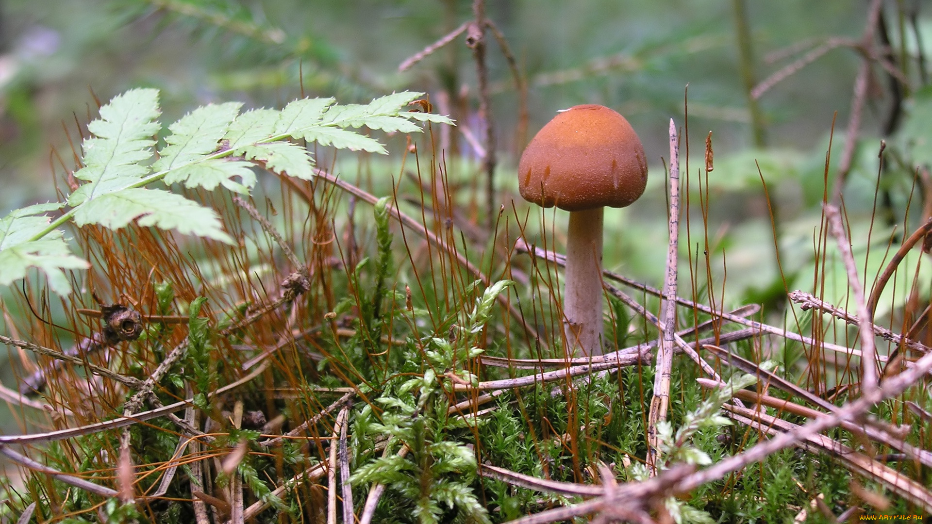 природа, грибы, лето, macro, гриб, лес