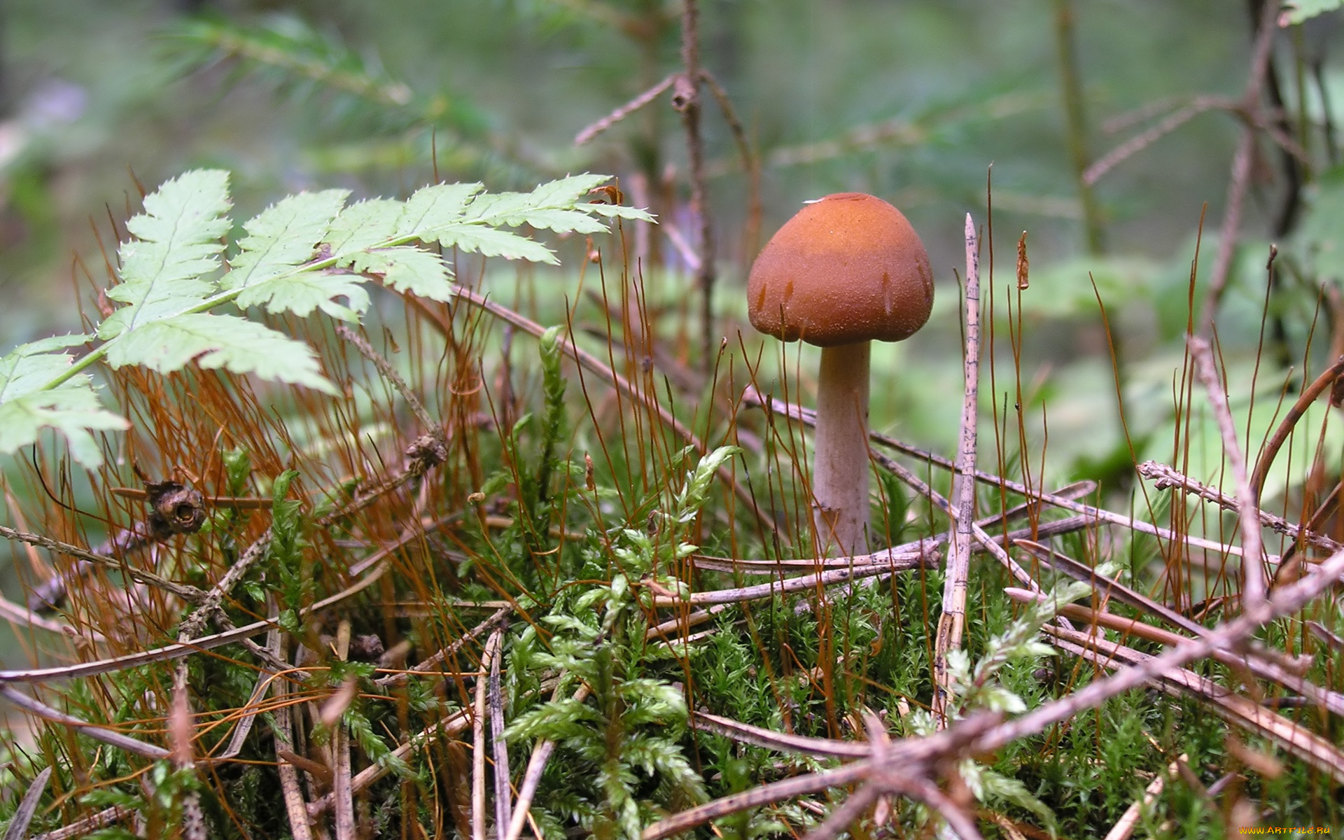 природа, грибы, лето, macro, гриб, лес