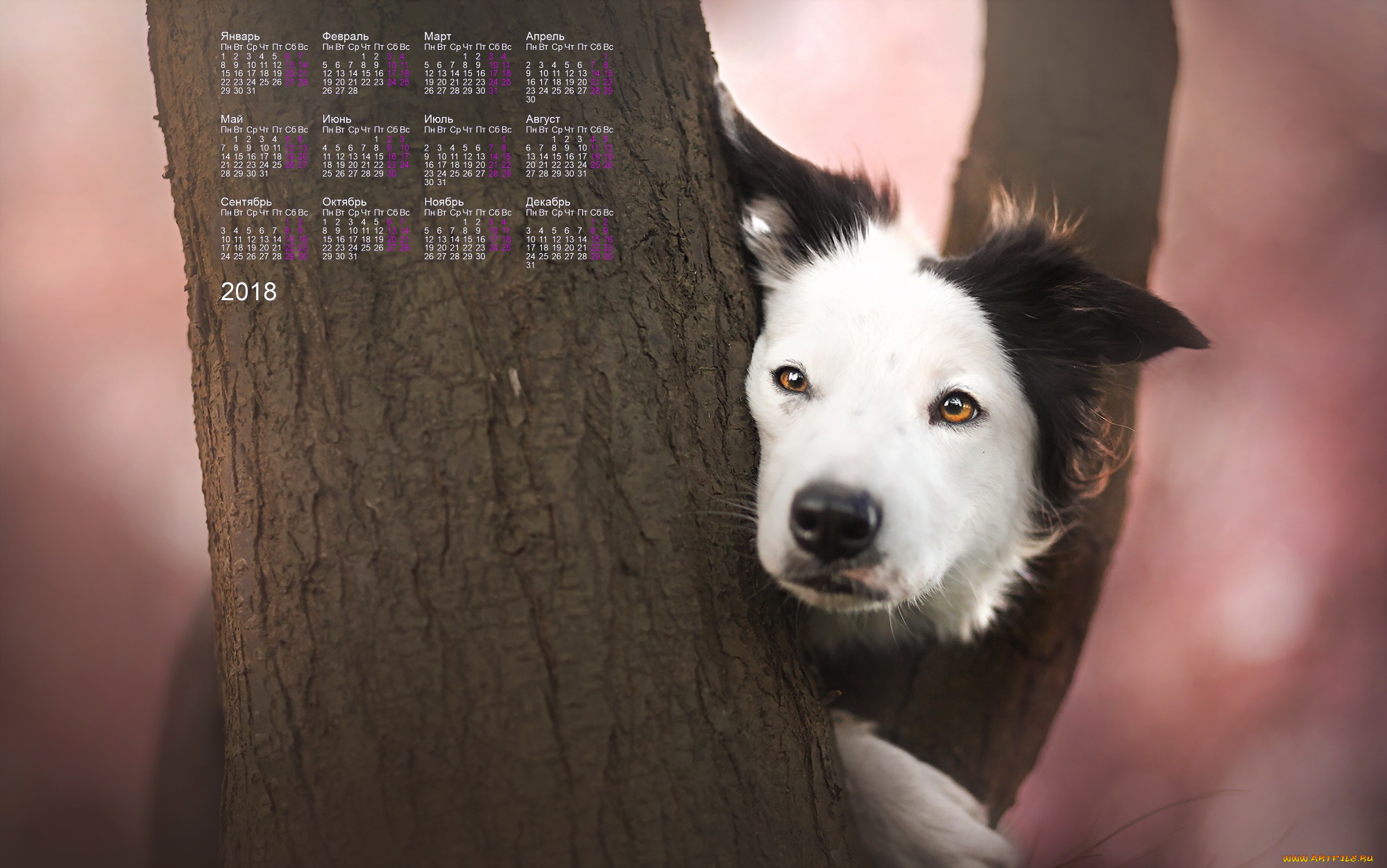 календари, животные, взгляд, морда, собака, 2018