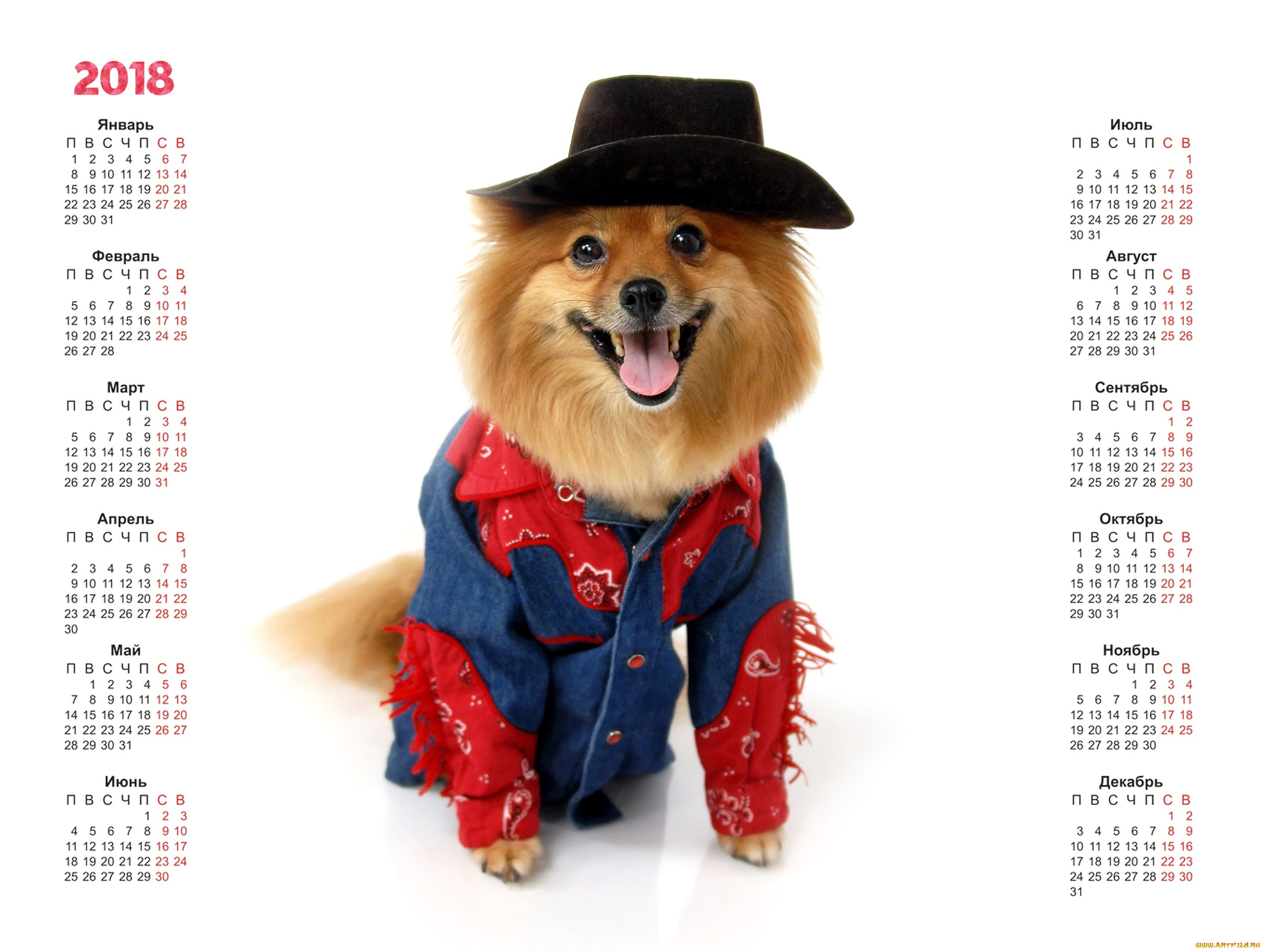 календари, животные, собака, 2018, белый, фон, шляпа