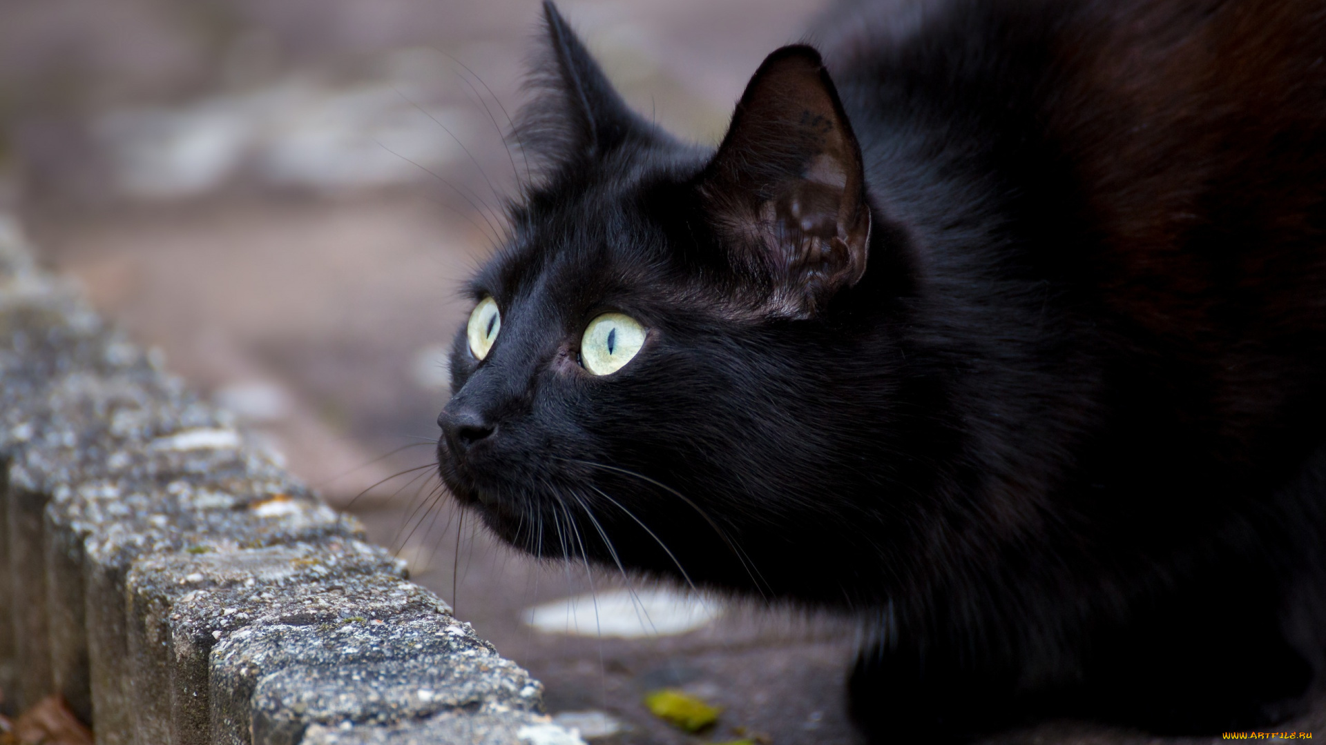 черный, кот, животные, коты, кот, животное, фауна, взгляд, цвет, поза