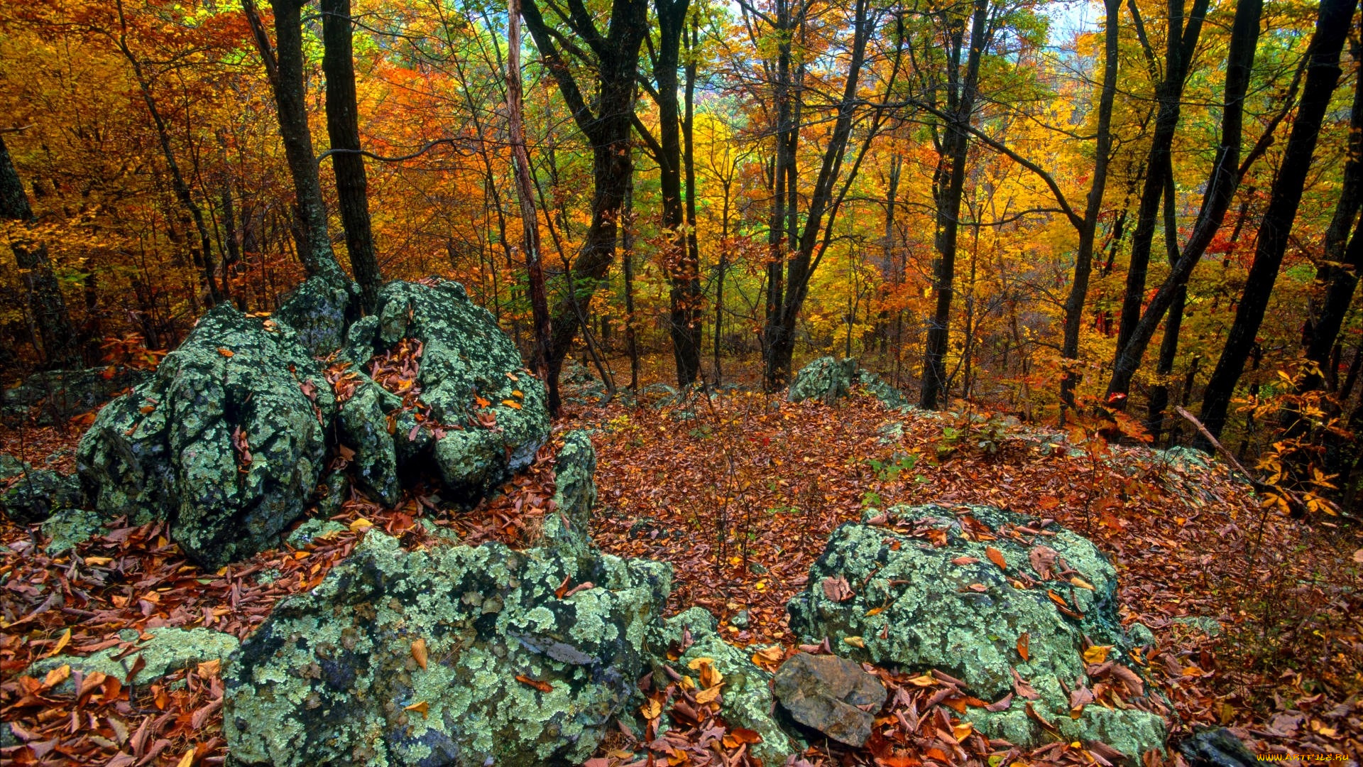 природа, лес, деревья, листья, осень, камни