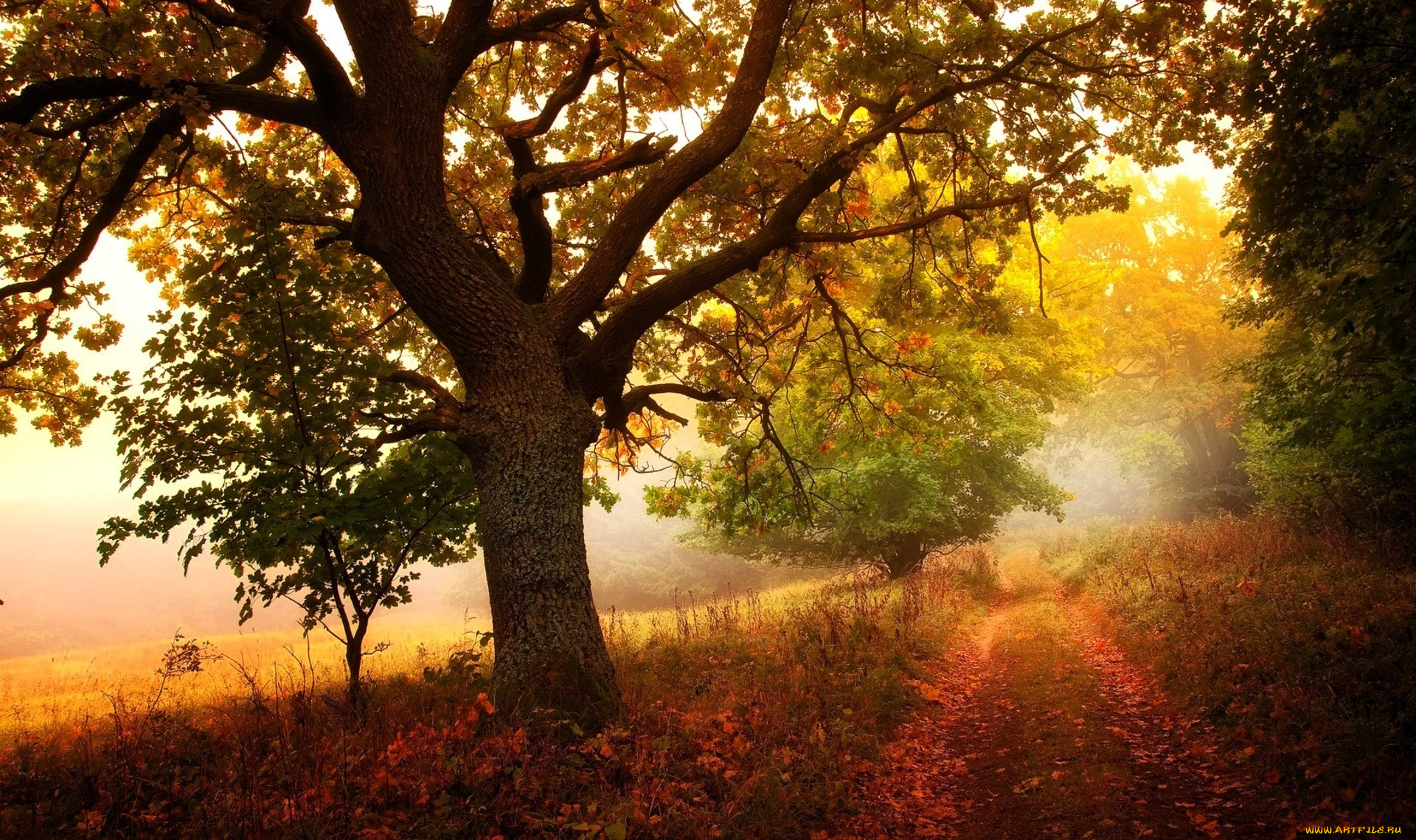природа, лес, деревья, листья, дорога, осень