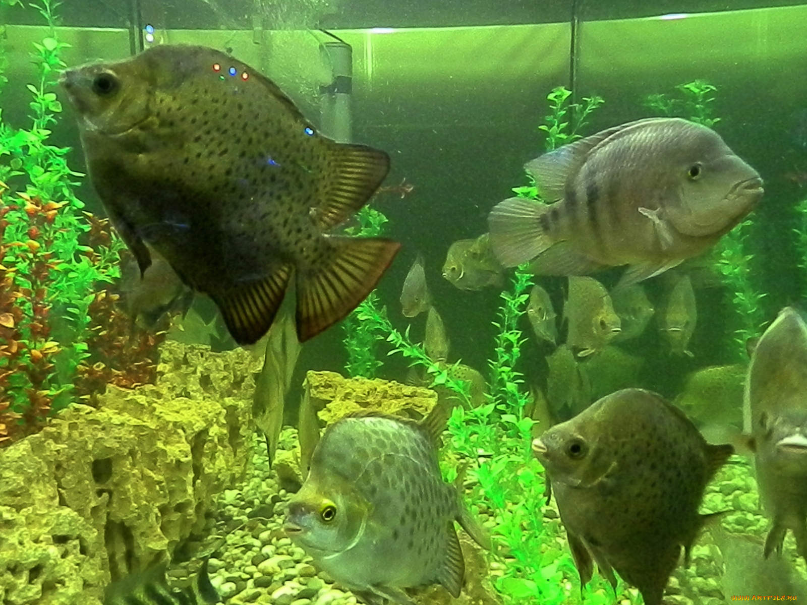 животные, рыбы, водоросли, аквариум