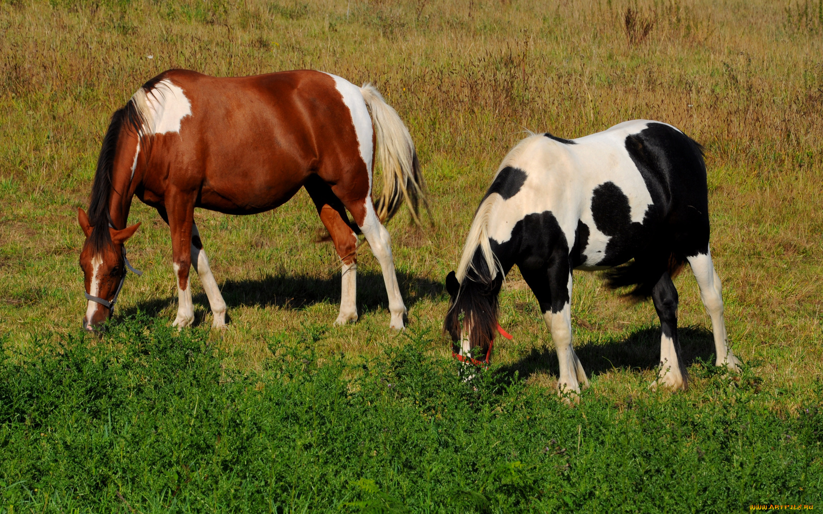 животные, лошади, трава