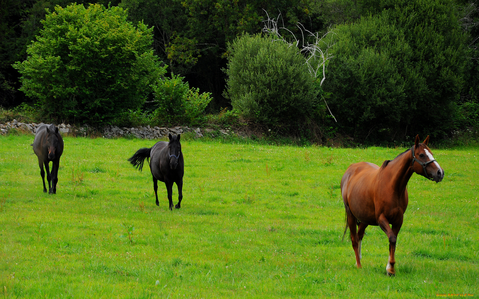животные, лошади, трава, деревья