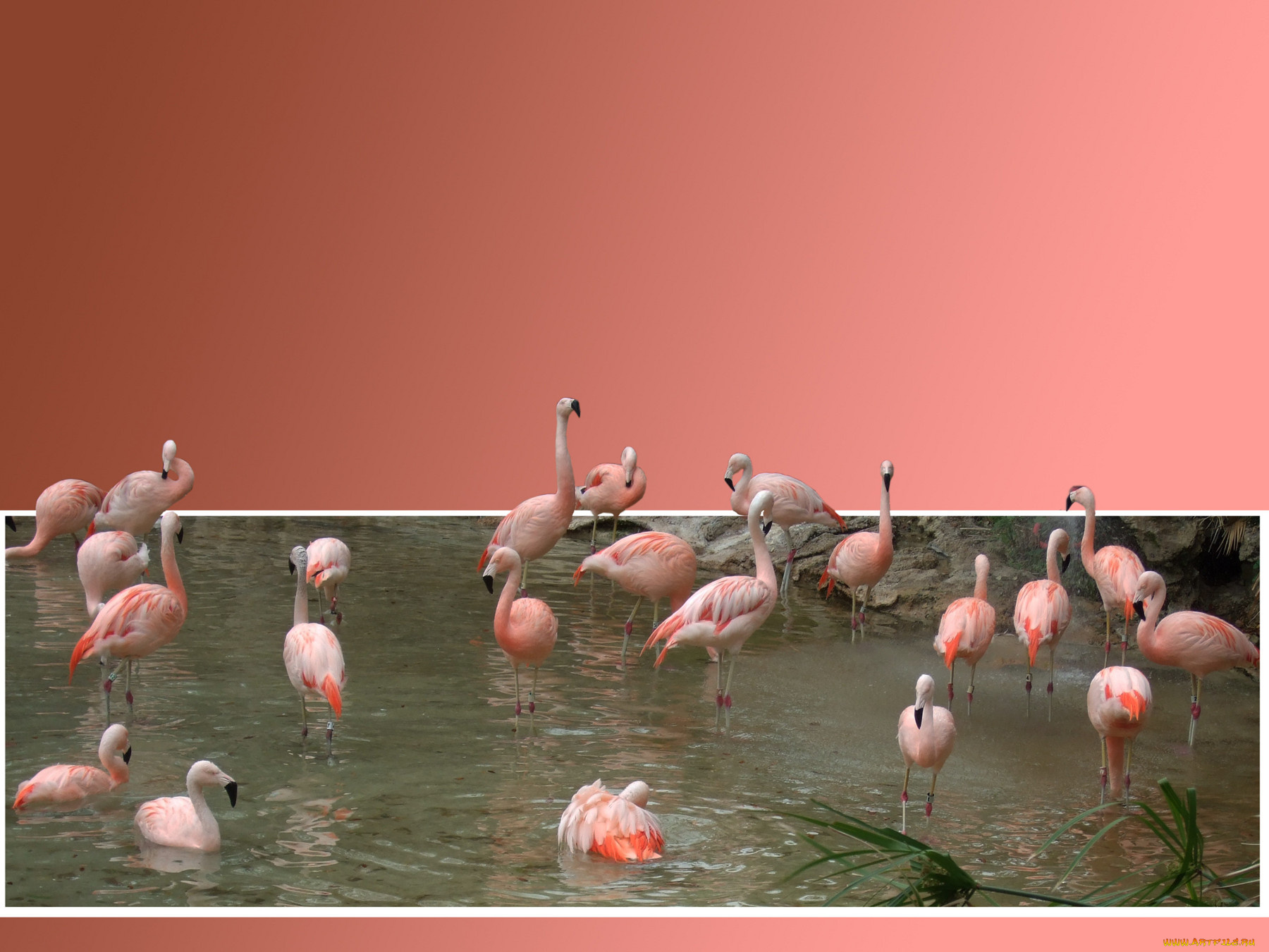 животные, фламинго, вода