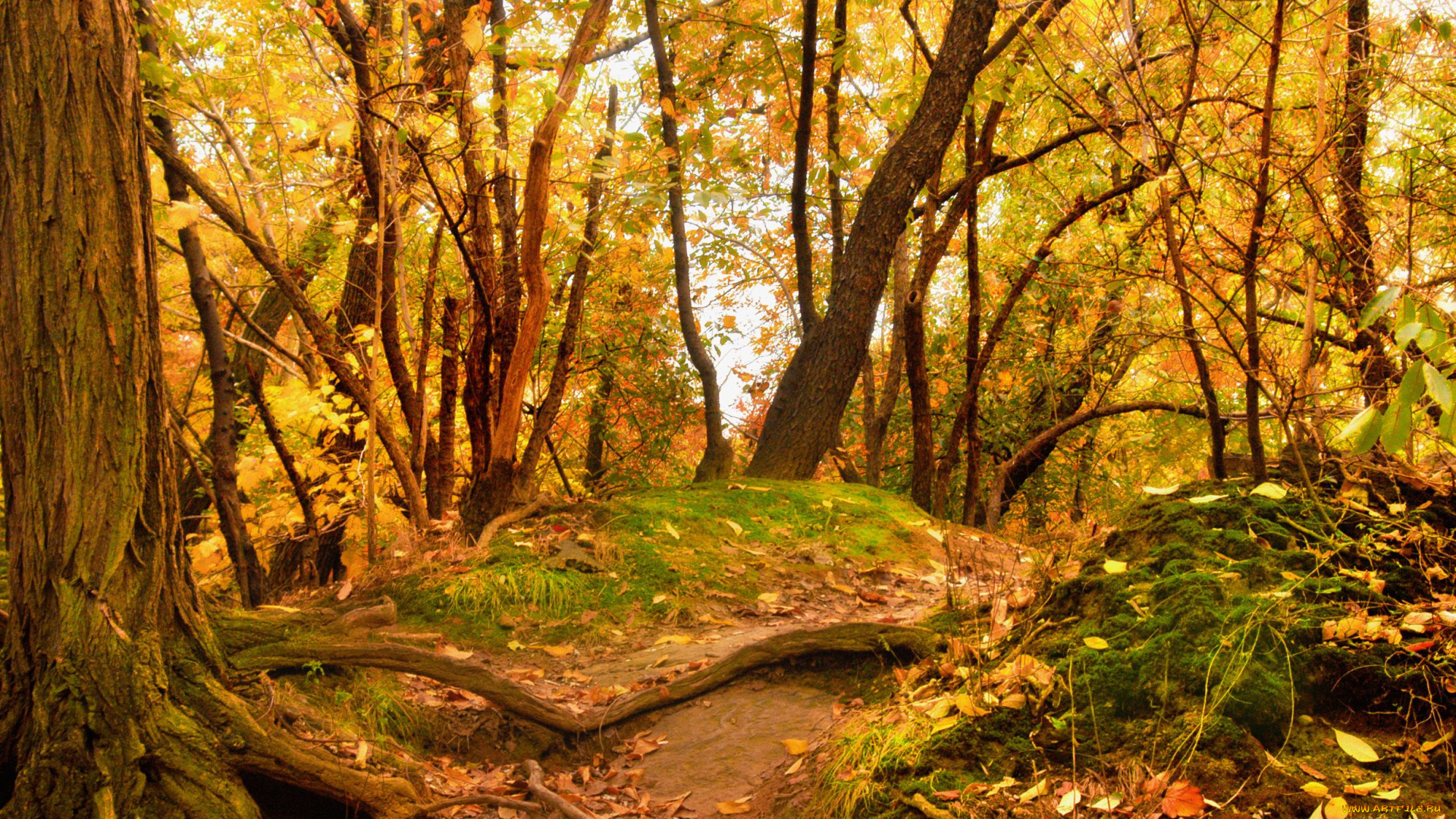природа, лес, деревья, осень, листья
