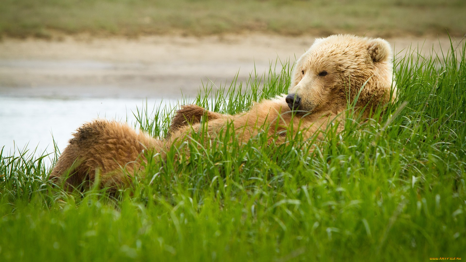 животные, медведи, отдых, трава