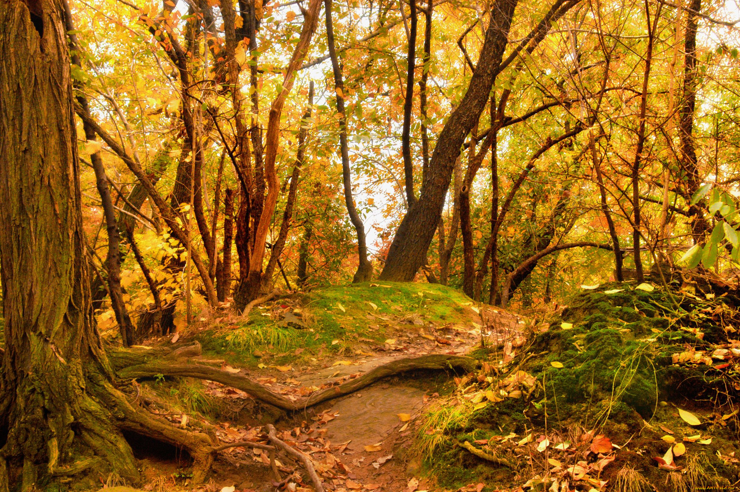 Leaves a trail. Осень в лесу. Осенний лес. Осенняя Поляна в лесу. Сказочный осенний лес.