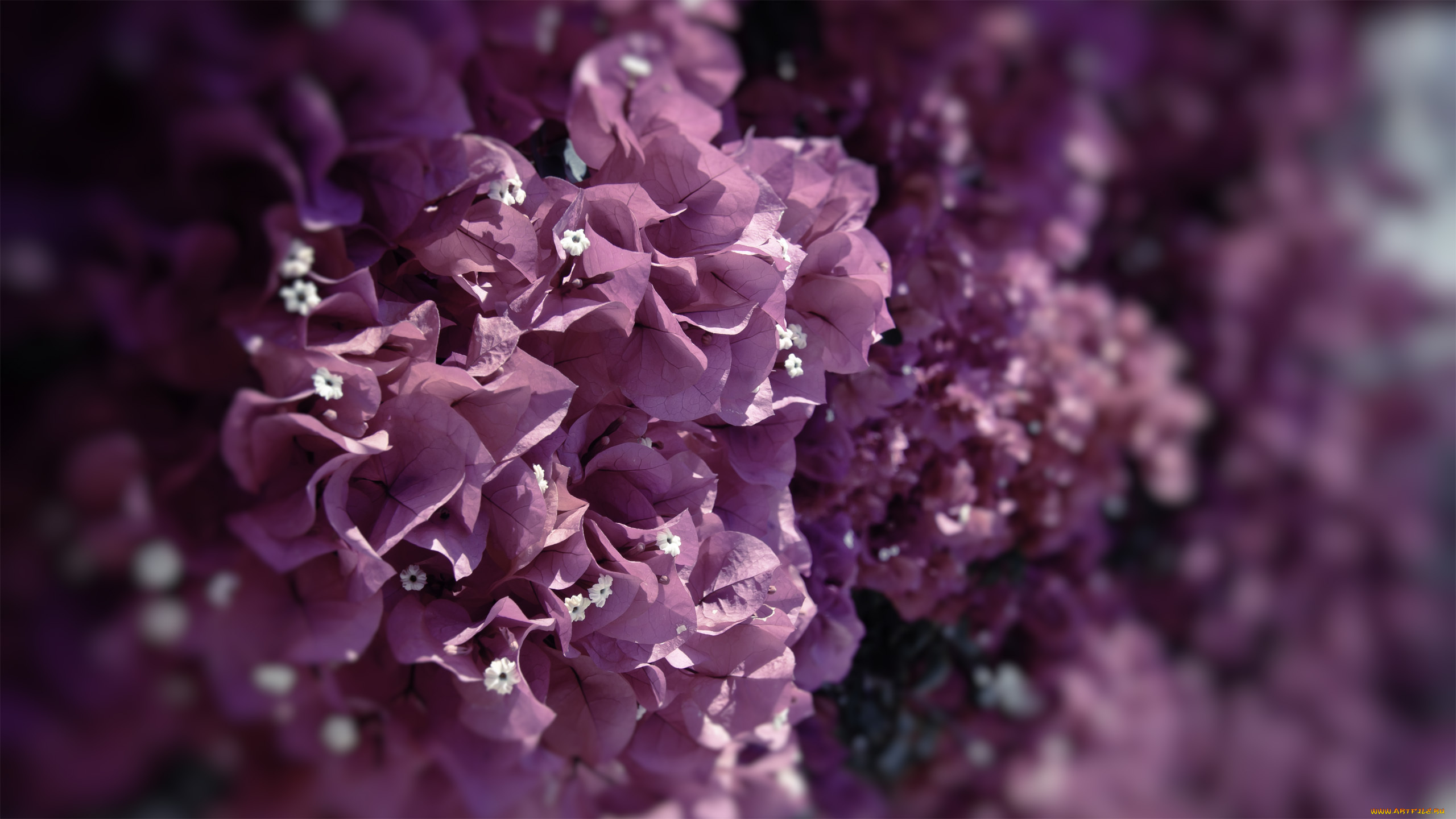 Фиолетовый обои картинки. Сирень лиловая пирамида. Сирень пурпурная вуаль. Сирень бургунди Квин. Aristo Lilac Purple растение.