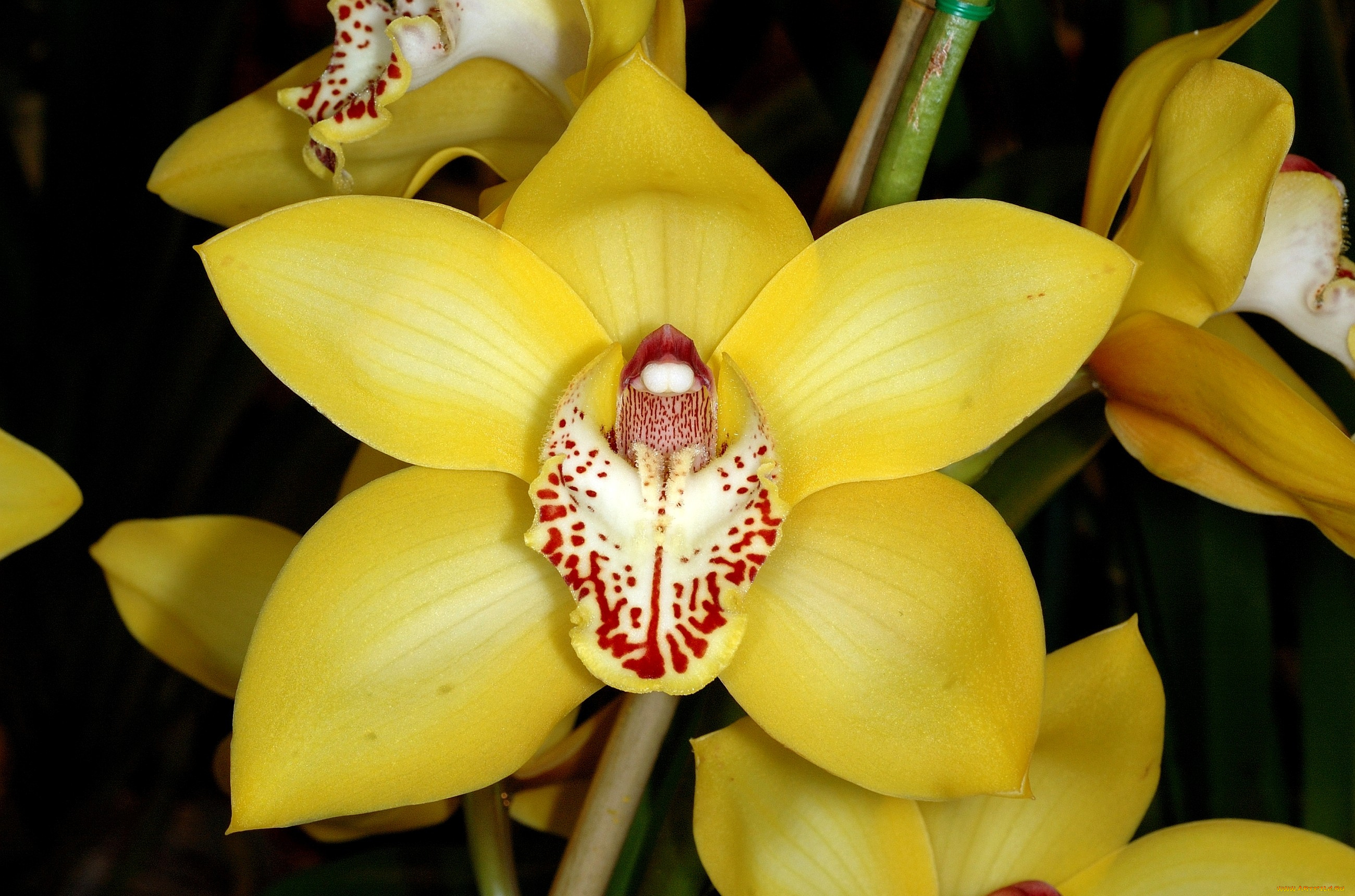 цветы, орхидеи, экзотика, желтый