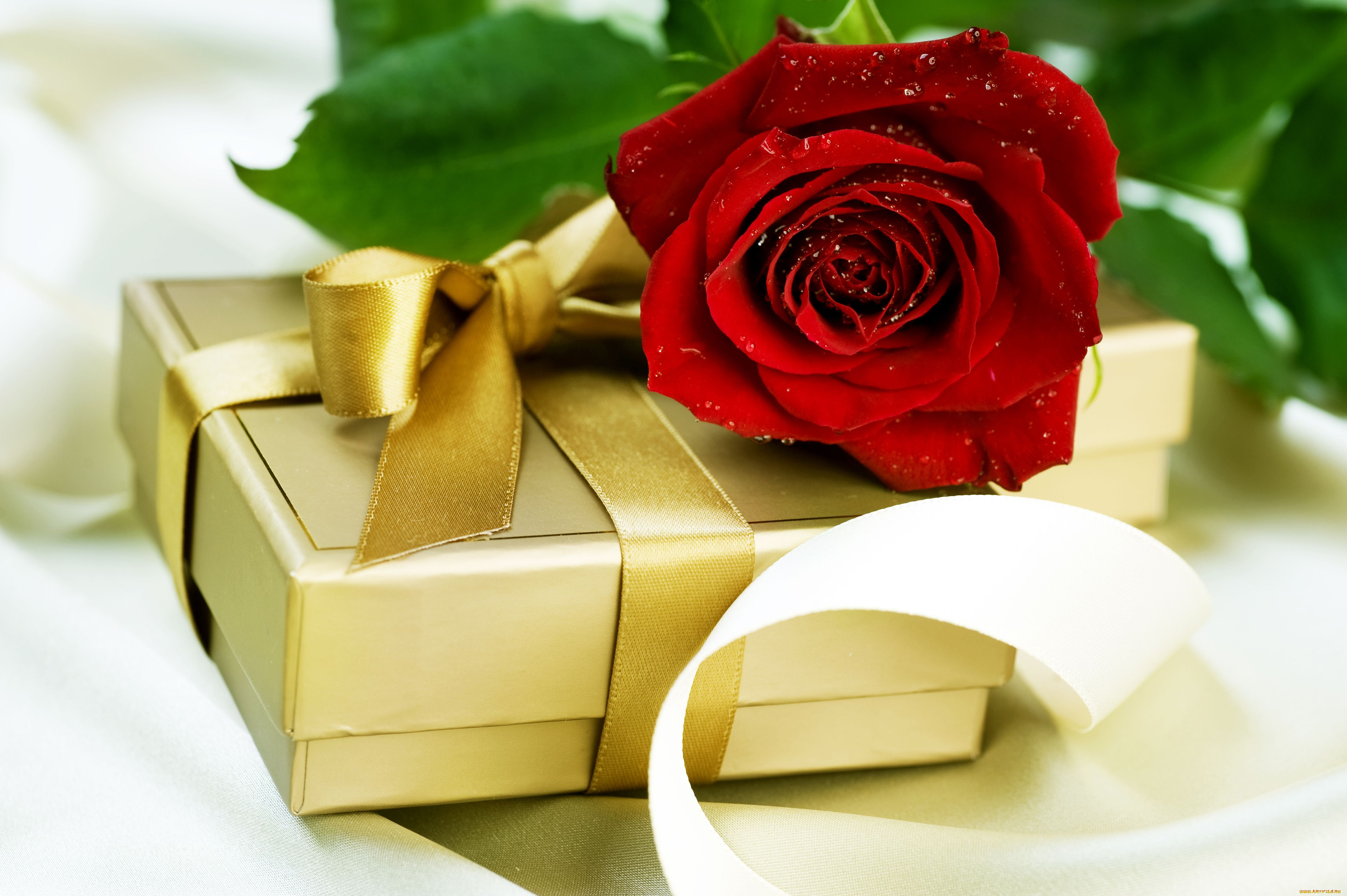 цветы, розы, подарок