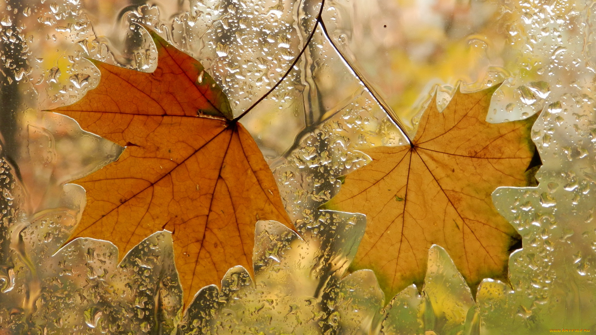 природа, листья, осень, окно