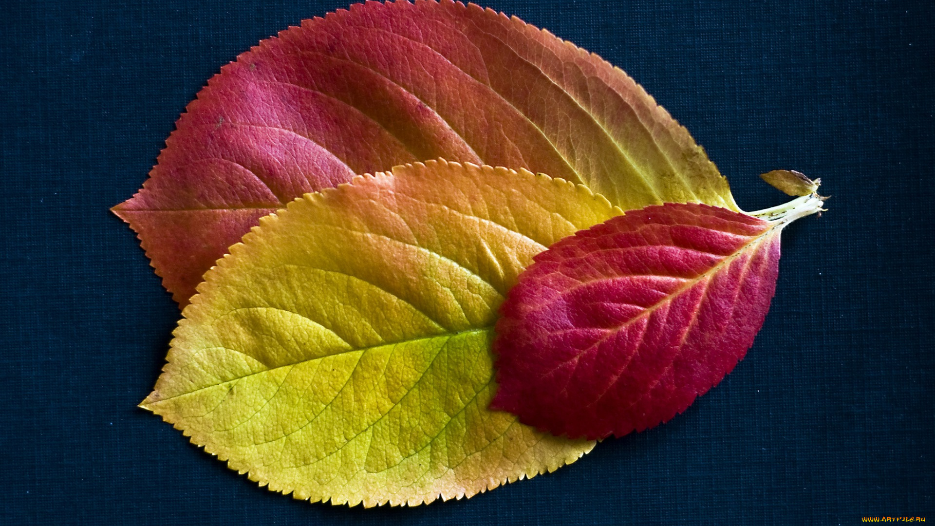 природа, листья, осень, текстура, багрянец