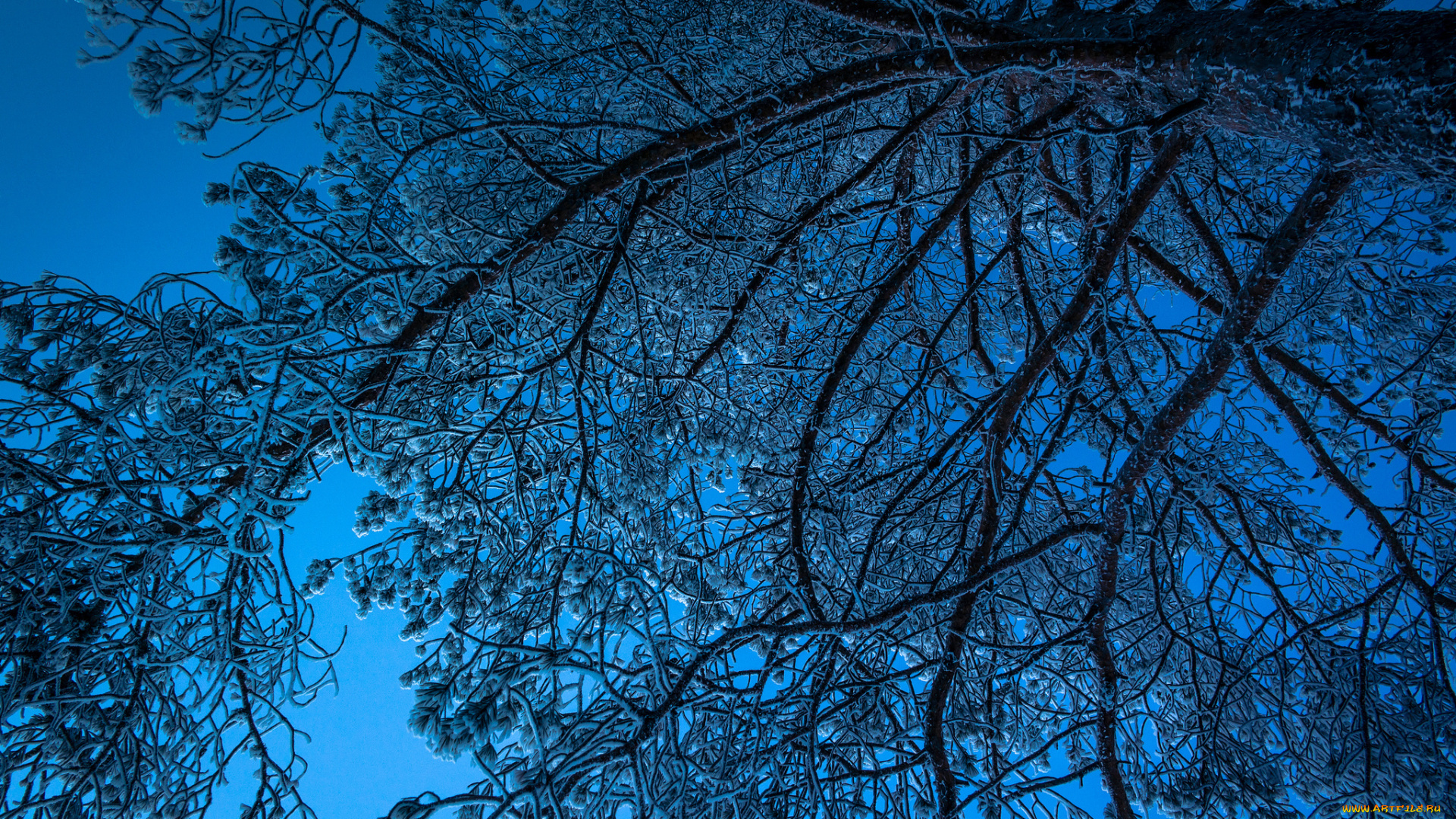 природа, зима, дерево, небо, снег, ночь