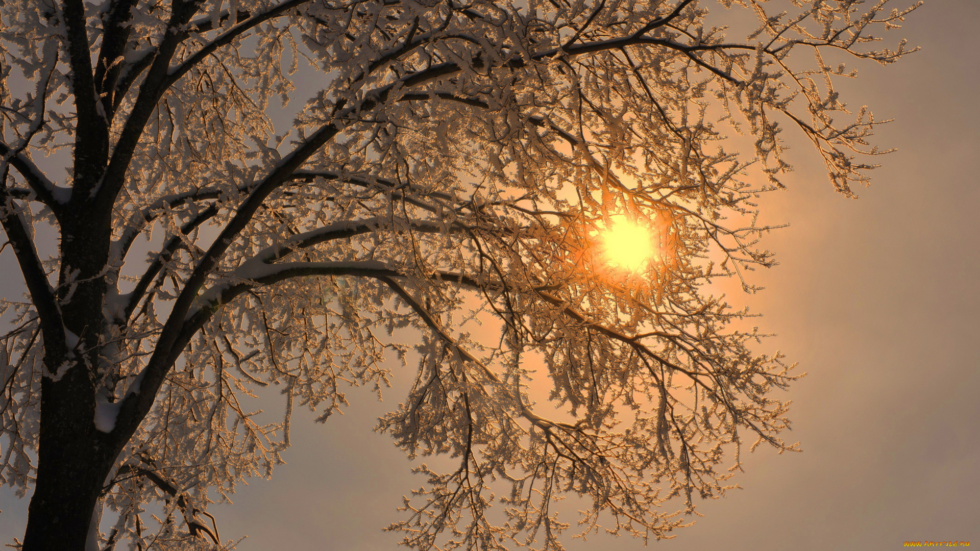 природа, зима, лучи, дерево, ветки, снег, иней, солнце