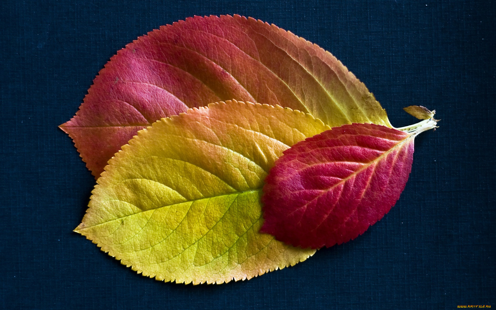 природа, листья, осень, текстура, багрянец