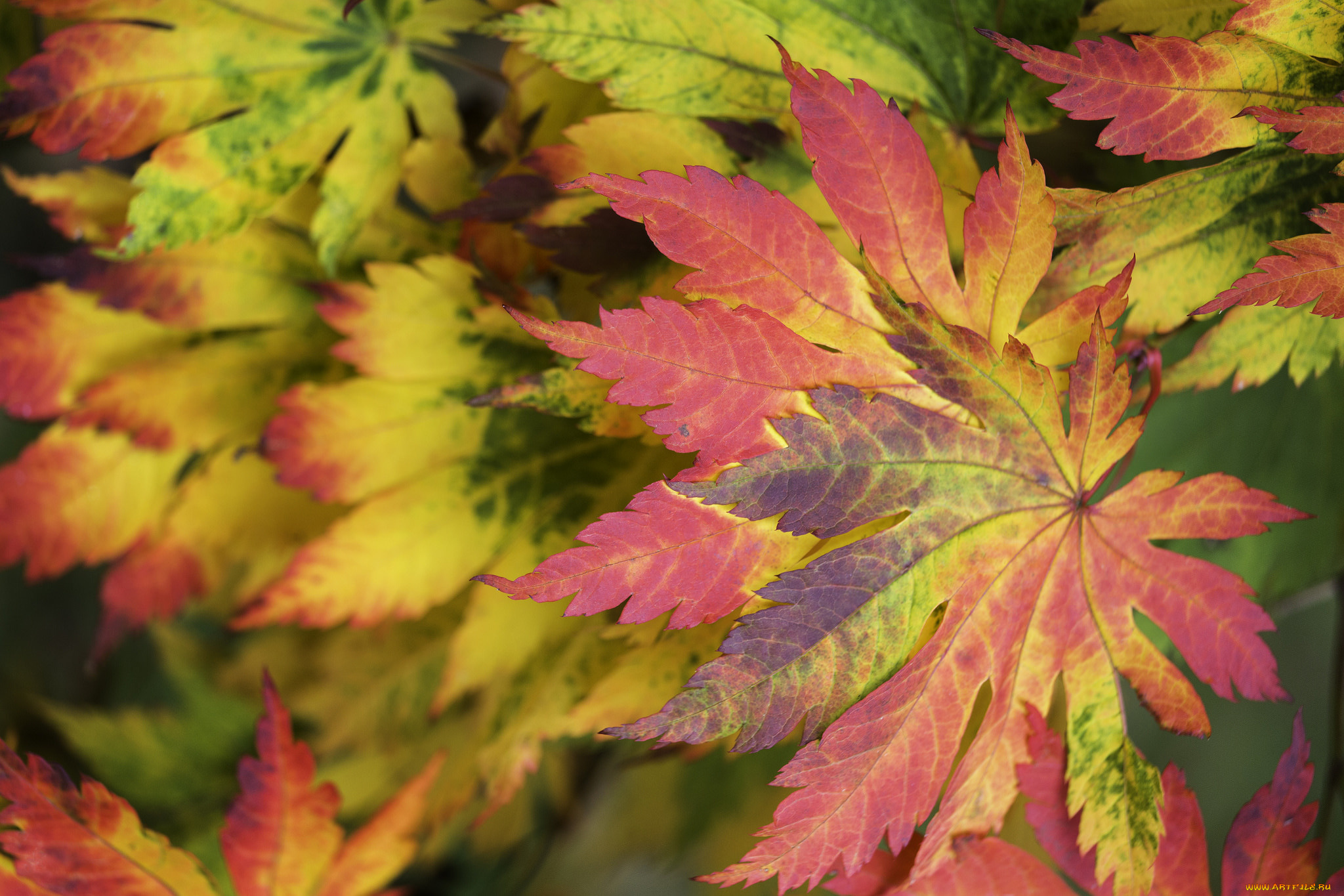 природа, листья, осень, макро, багрянец
