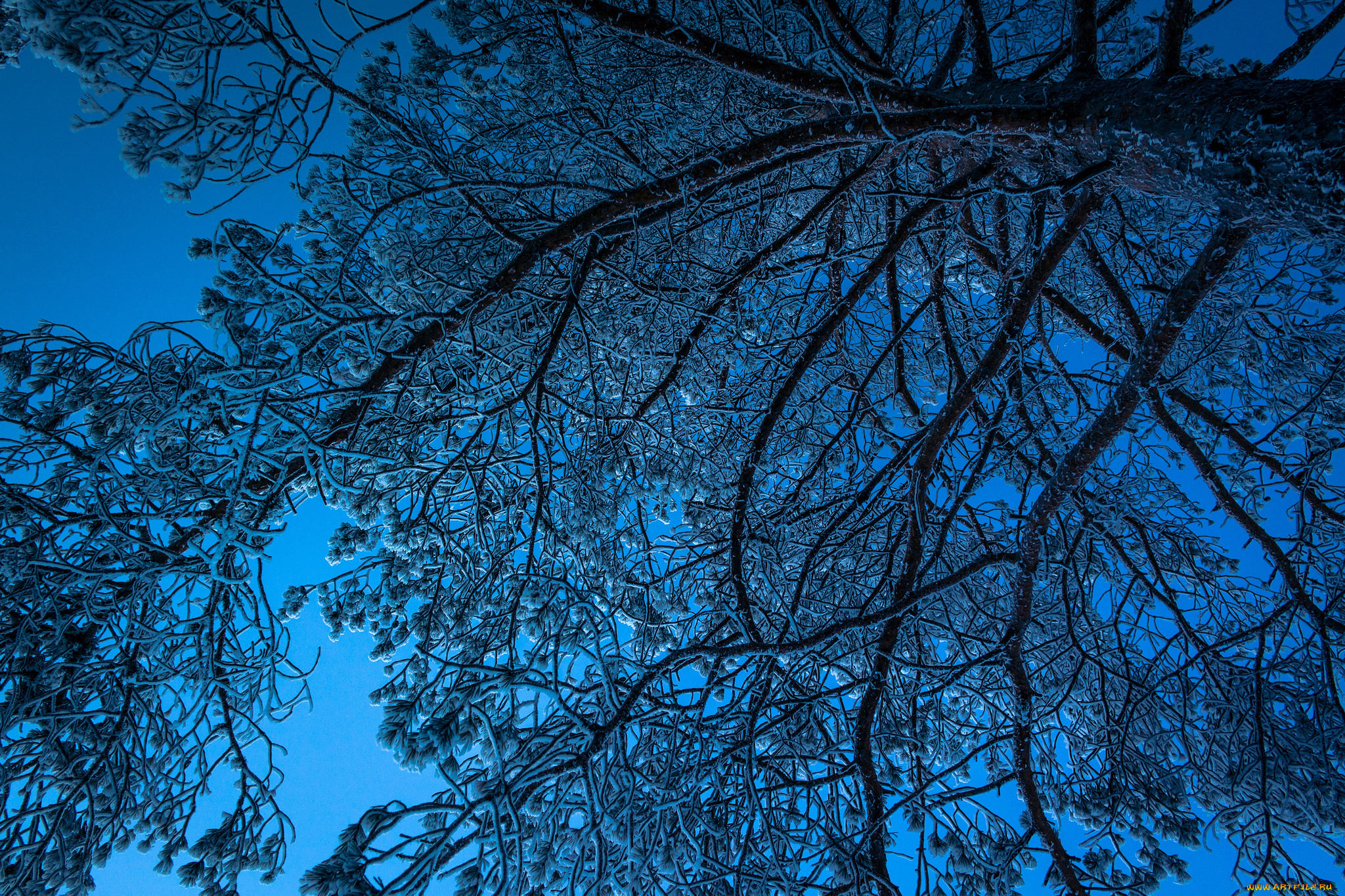 природа, зима, дерево, небо, снег, ночь