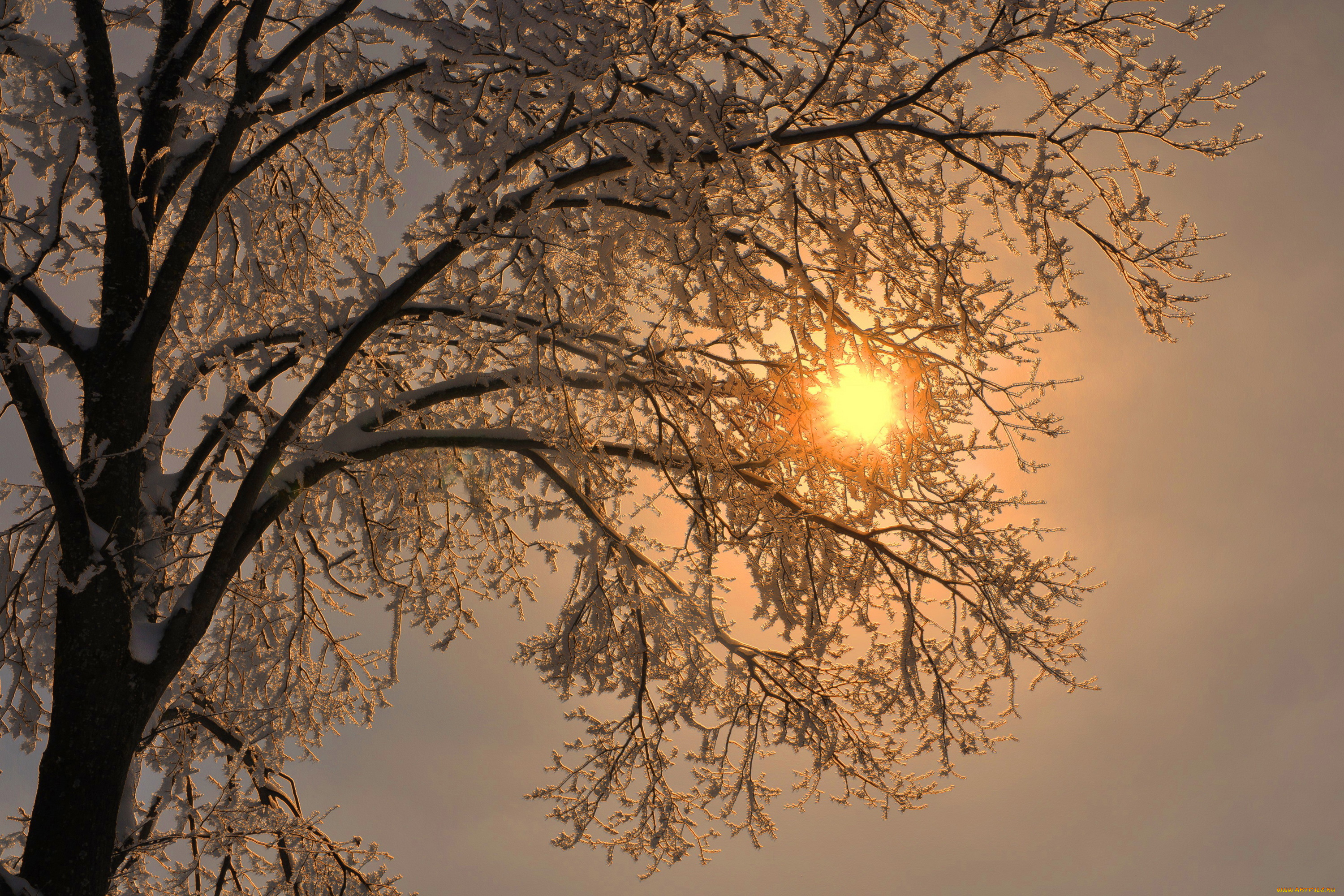 природа, зима, лучи, дерево, ветки, снег, иней, солнце