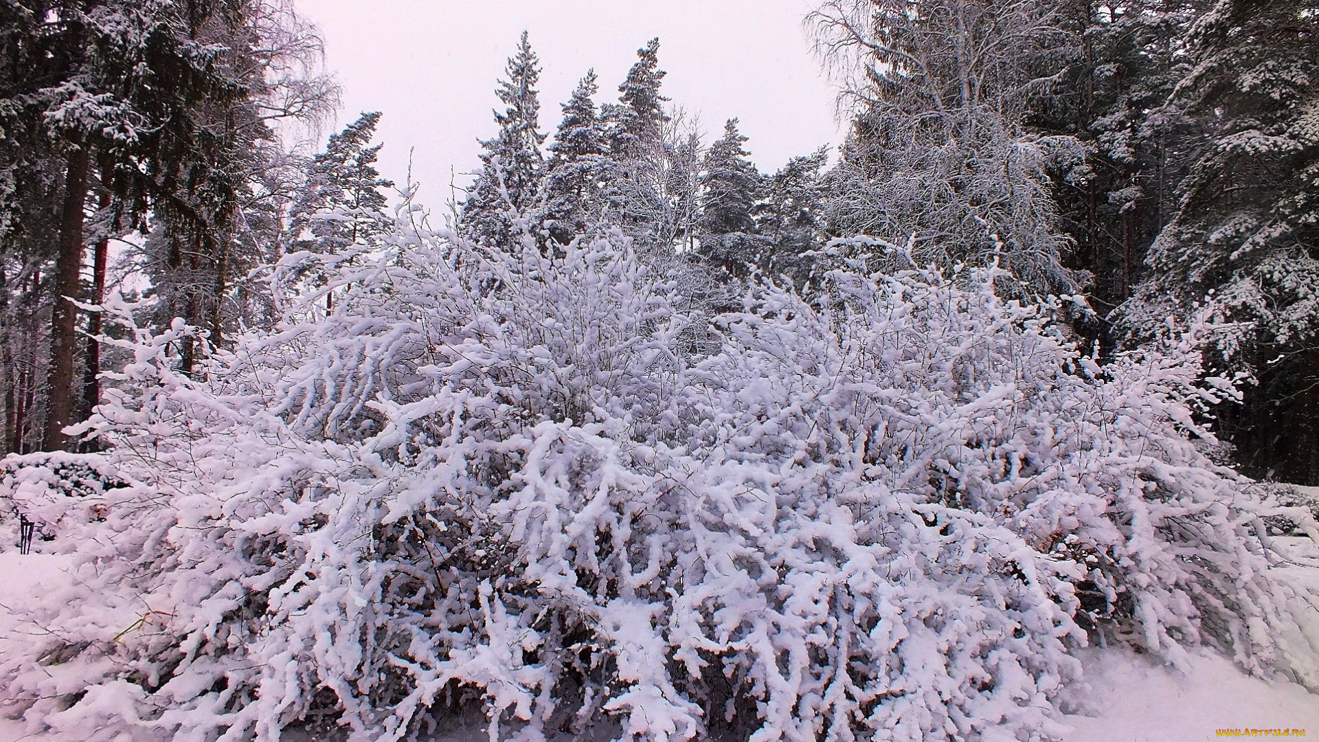 природа, зима, снег, куст, лес, деревья