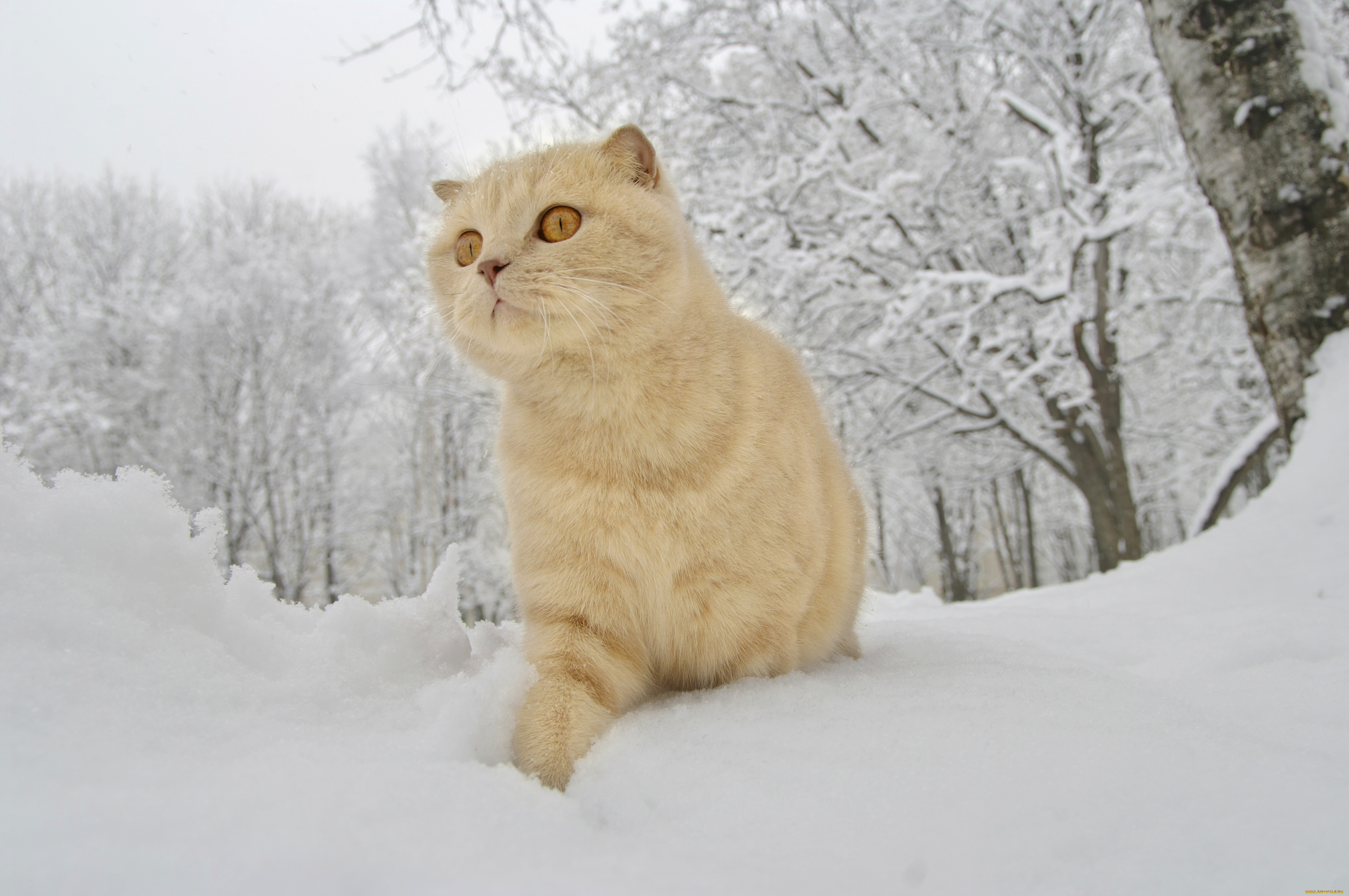 животные, коты, зима, снег, рыжий, кот