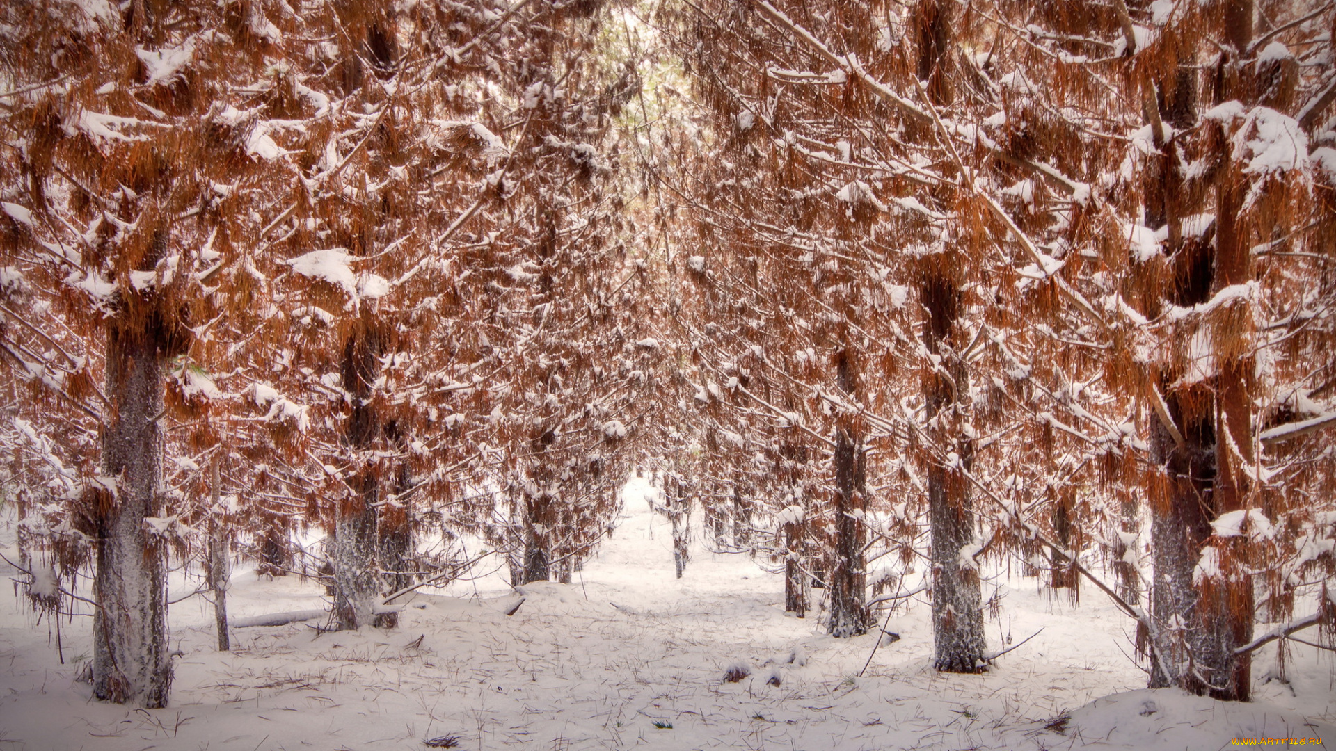 природа, лес, деревья, осень, снег