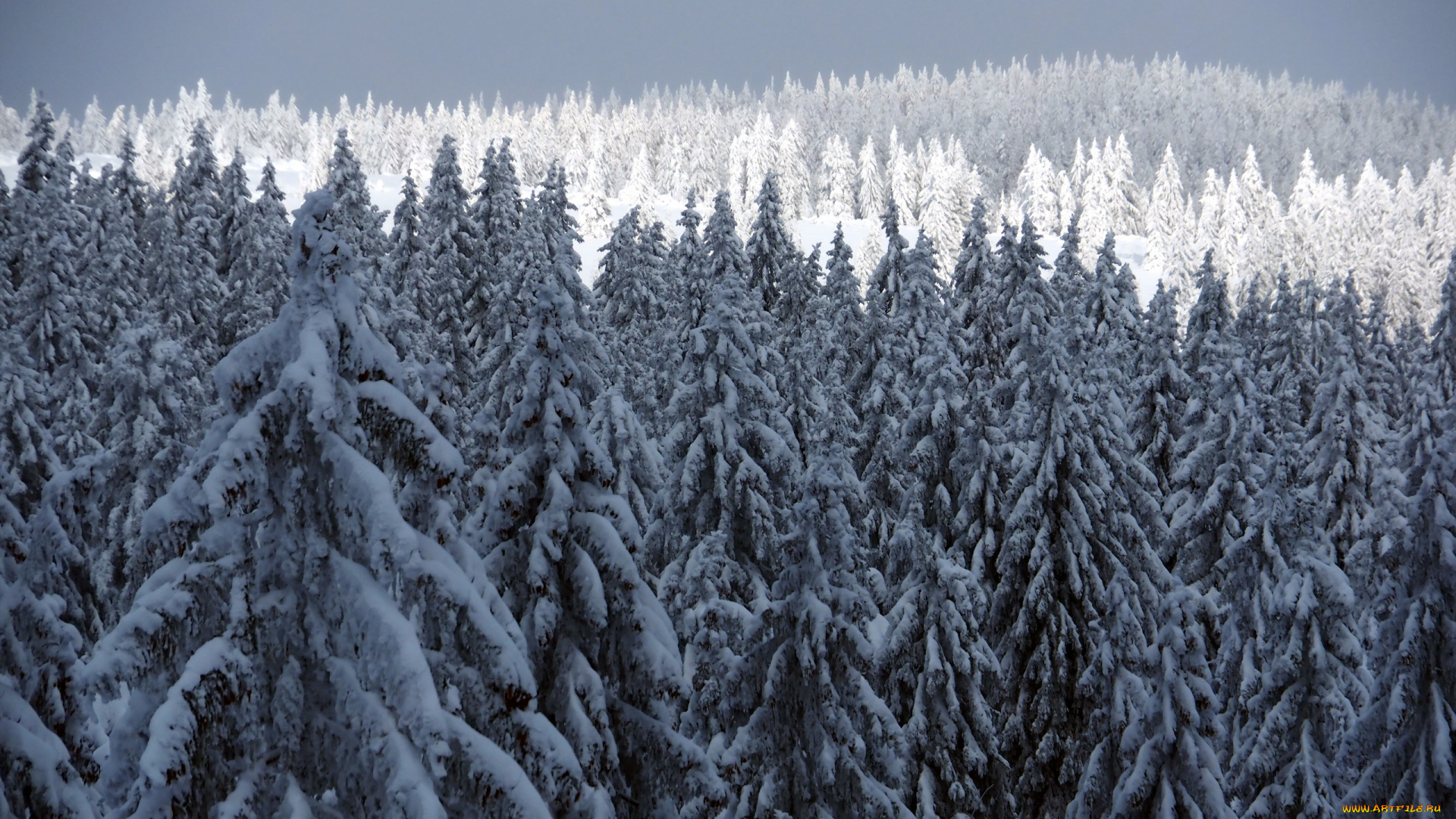 природа, лес, ёлки, зима, снег