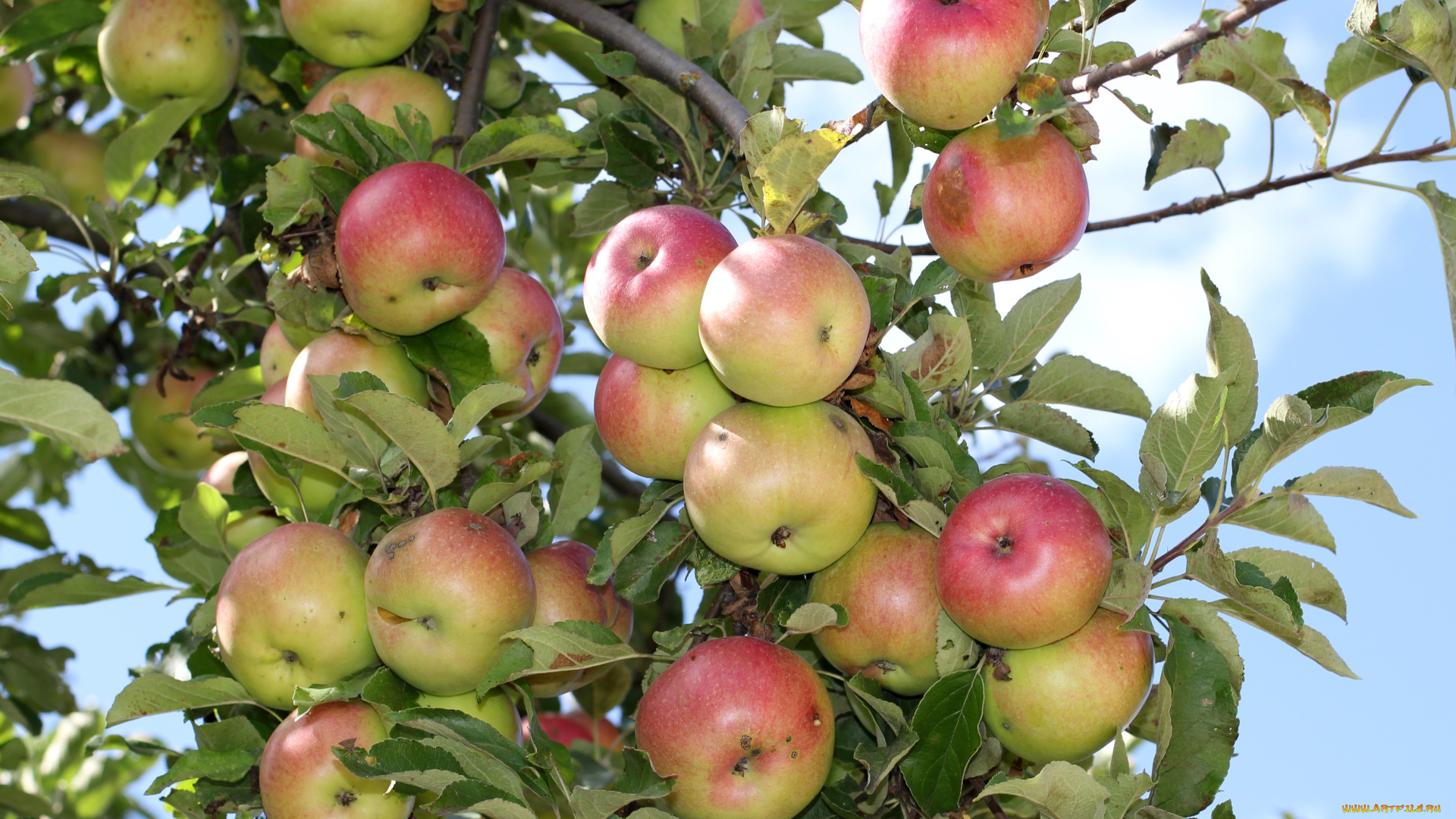 природа, плоды, ветки, яблоки