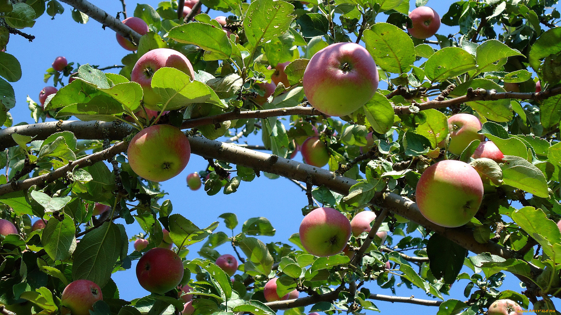 природа, плоды, ветки, яблоки