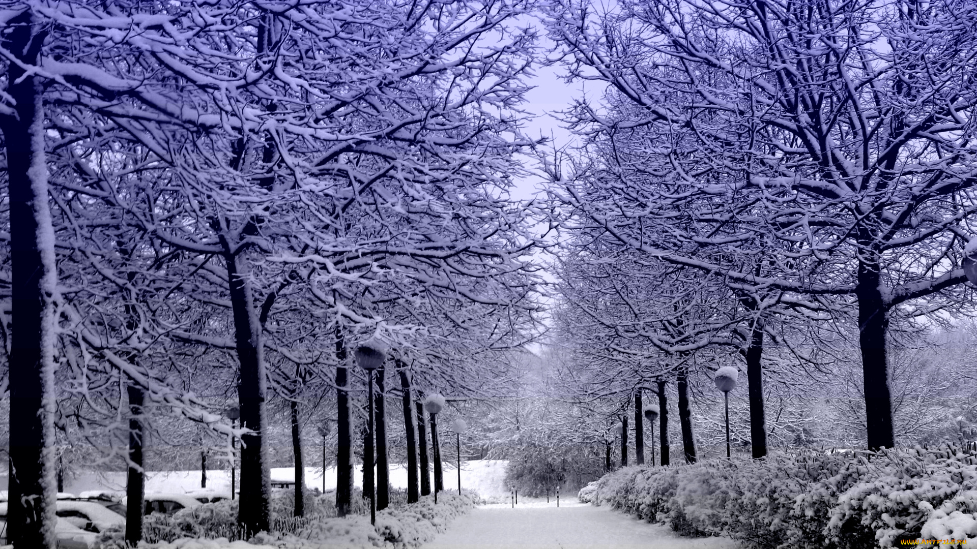 природа, зима, деревья, алея, снег