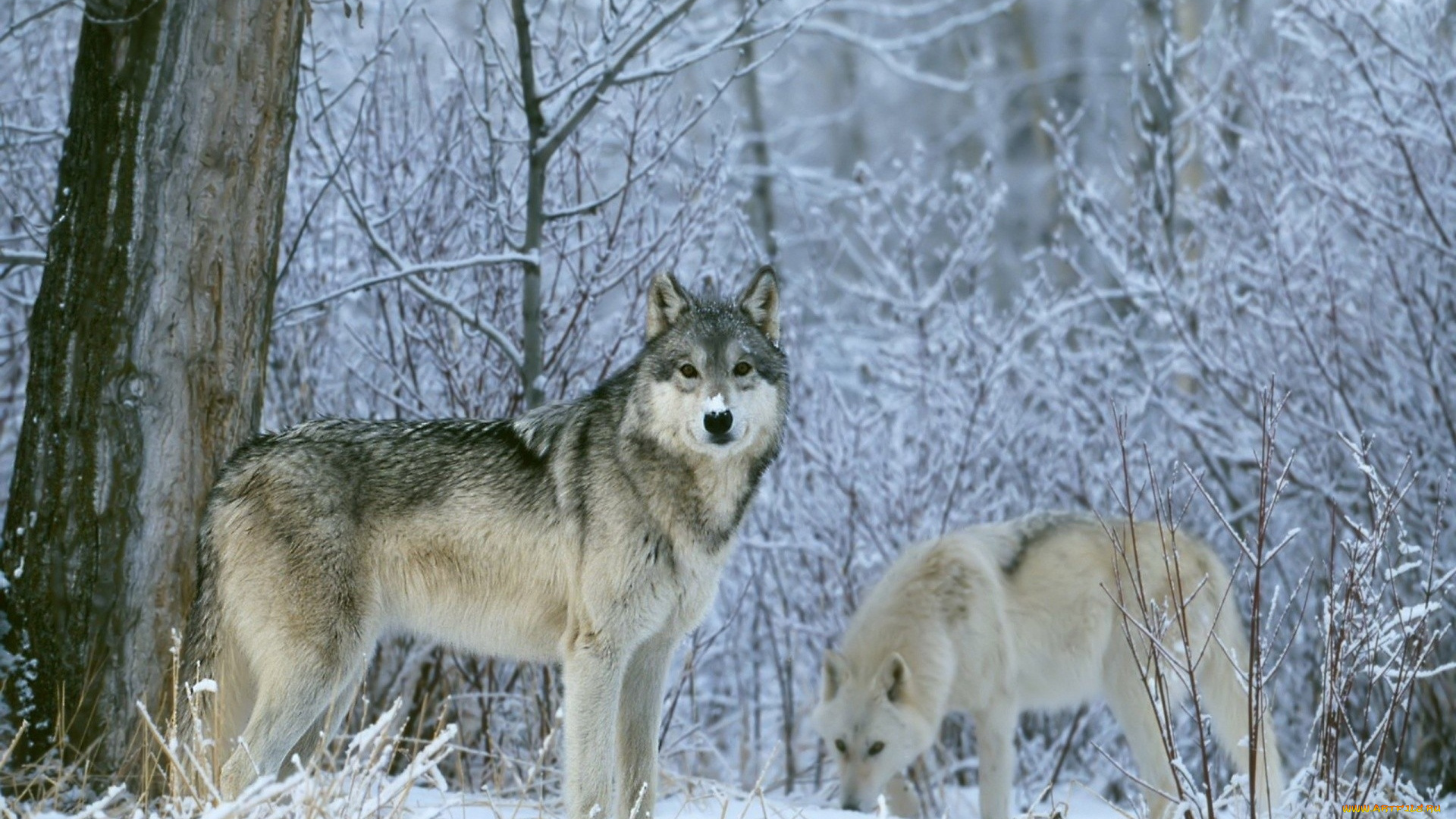 животные, волки, , койоты, , шакалы, зима, снег, лес, взгляд, пара, серые