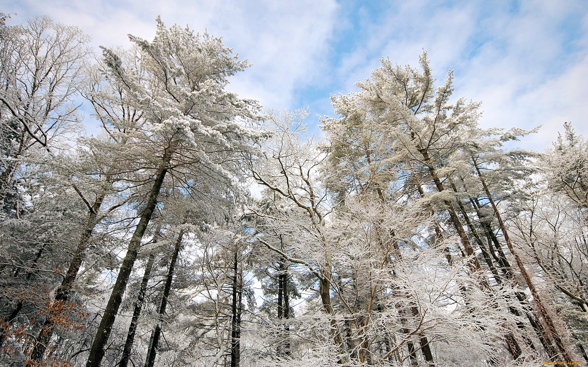 природа, деревья, снег