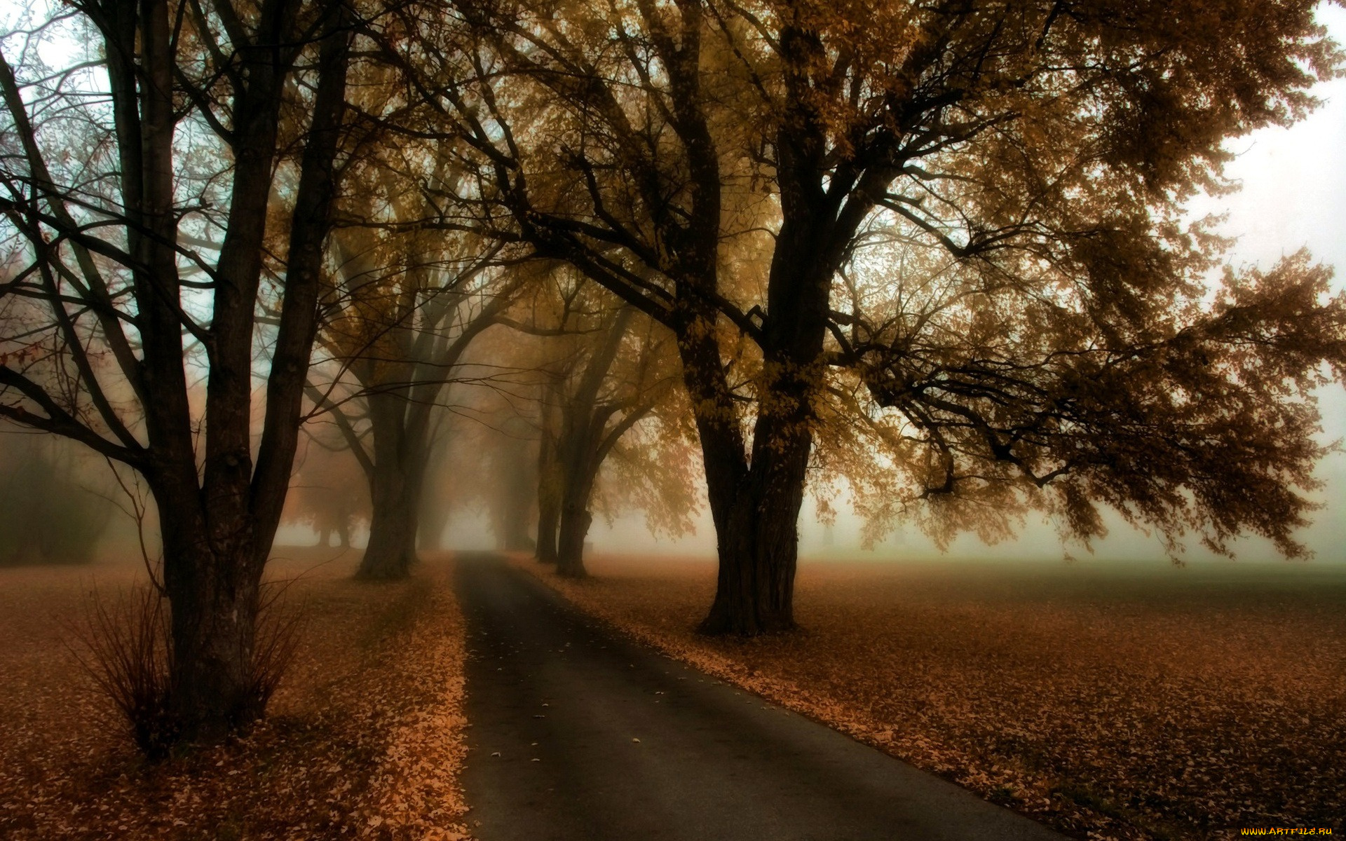 природа, дороги, дорога, туман, деревья