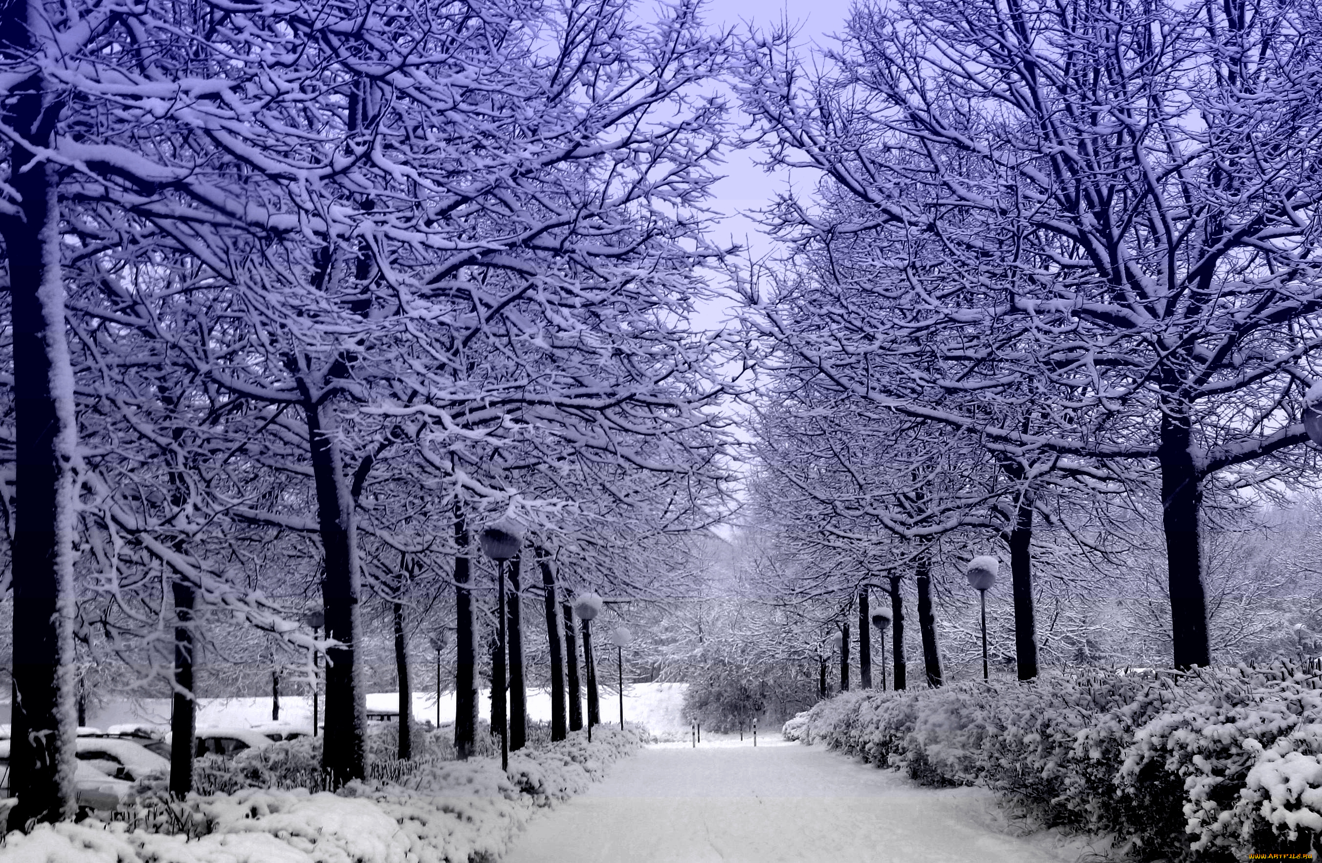 природа, зима, деревья, алея, снег