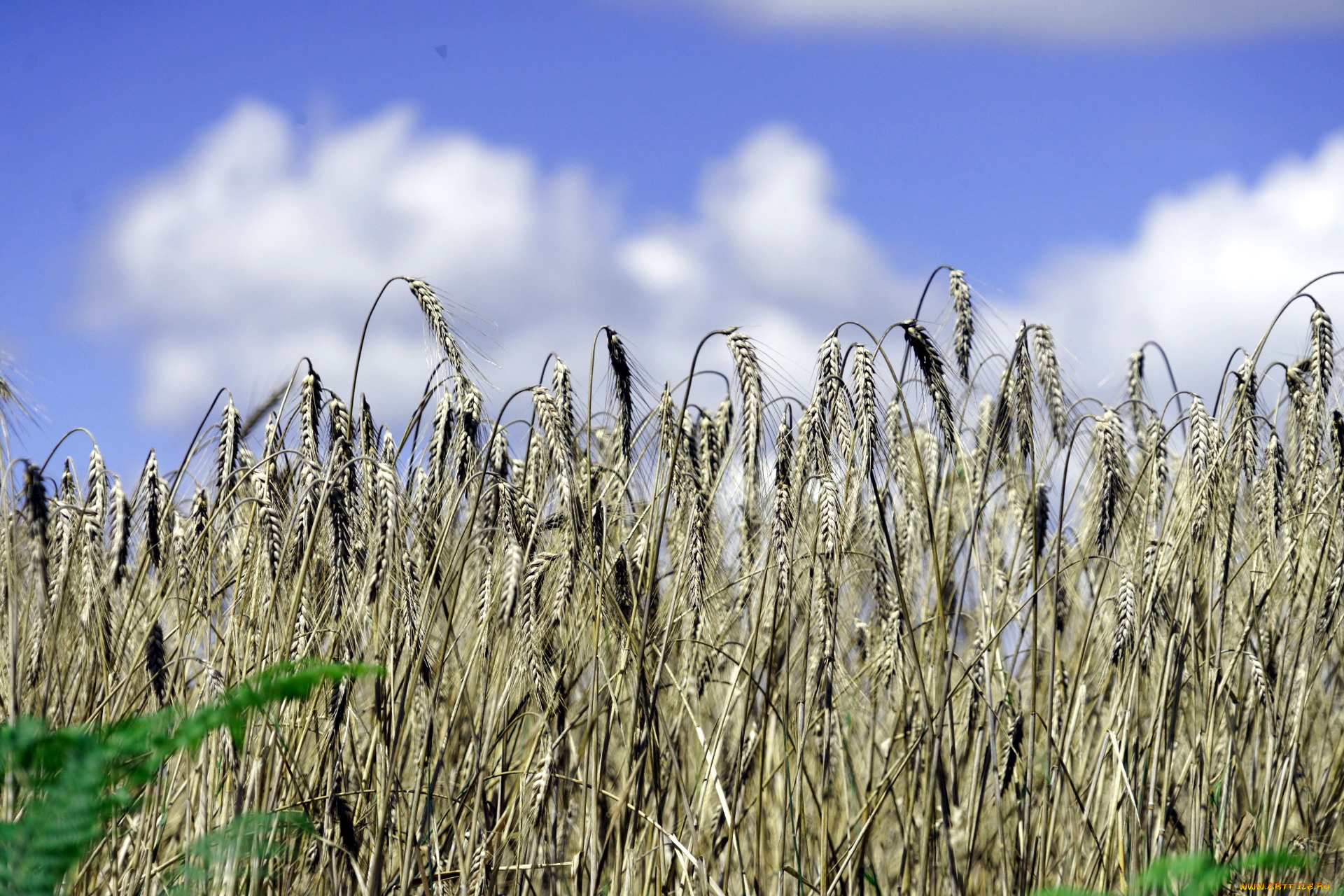 природа, поля, пшеница