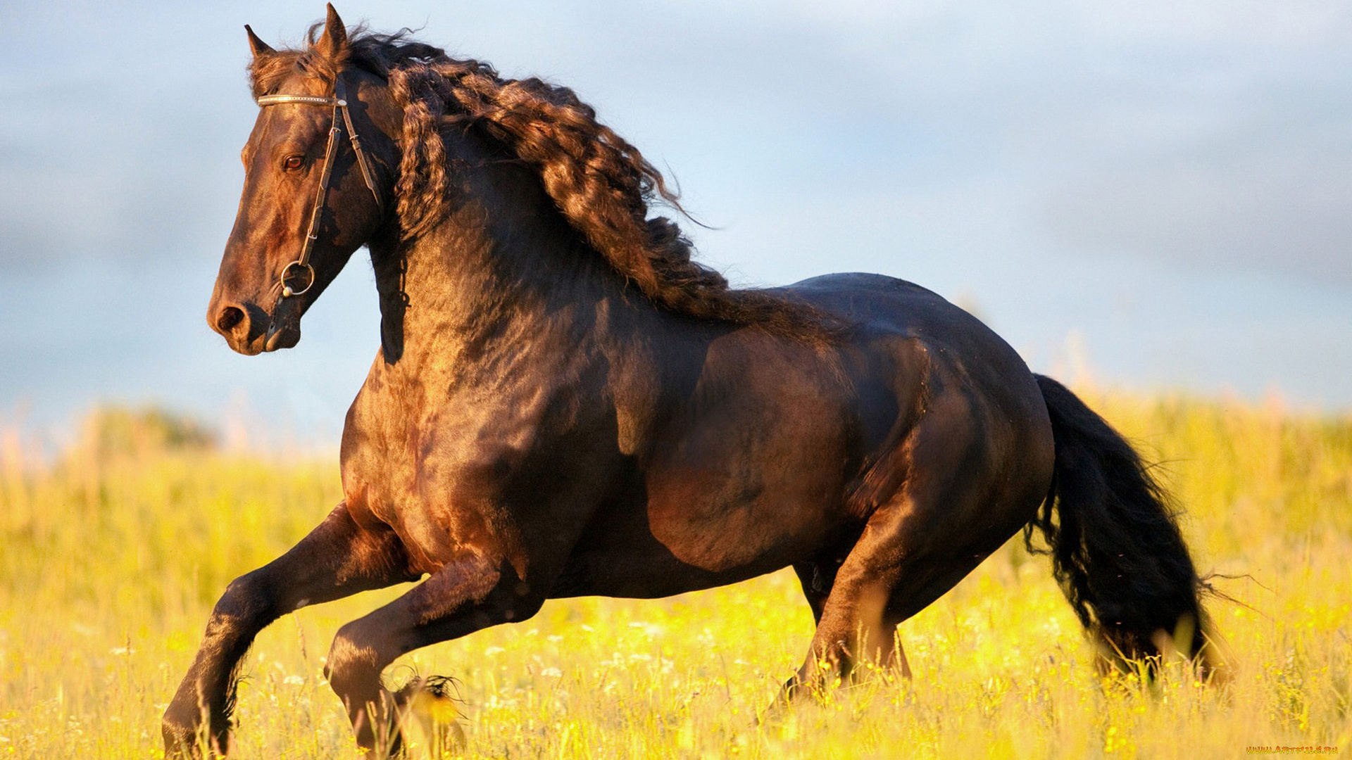 животные, лошади, конь, поле, трава