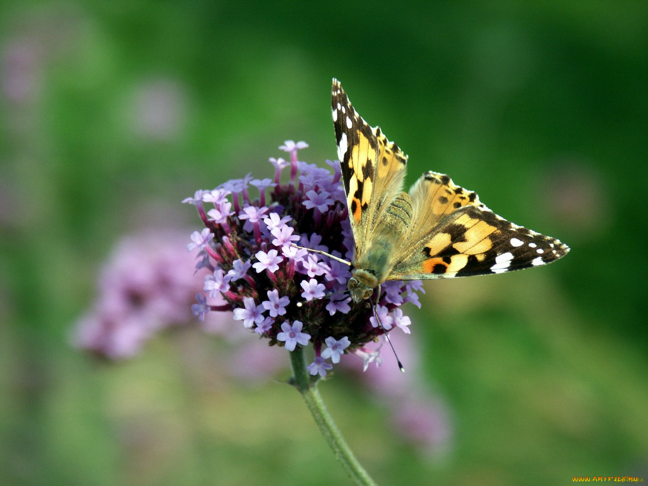 nectar, животные, бабочки